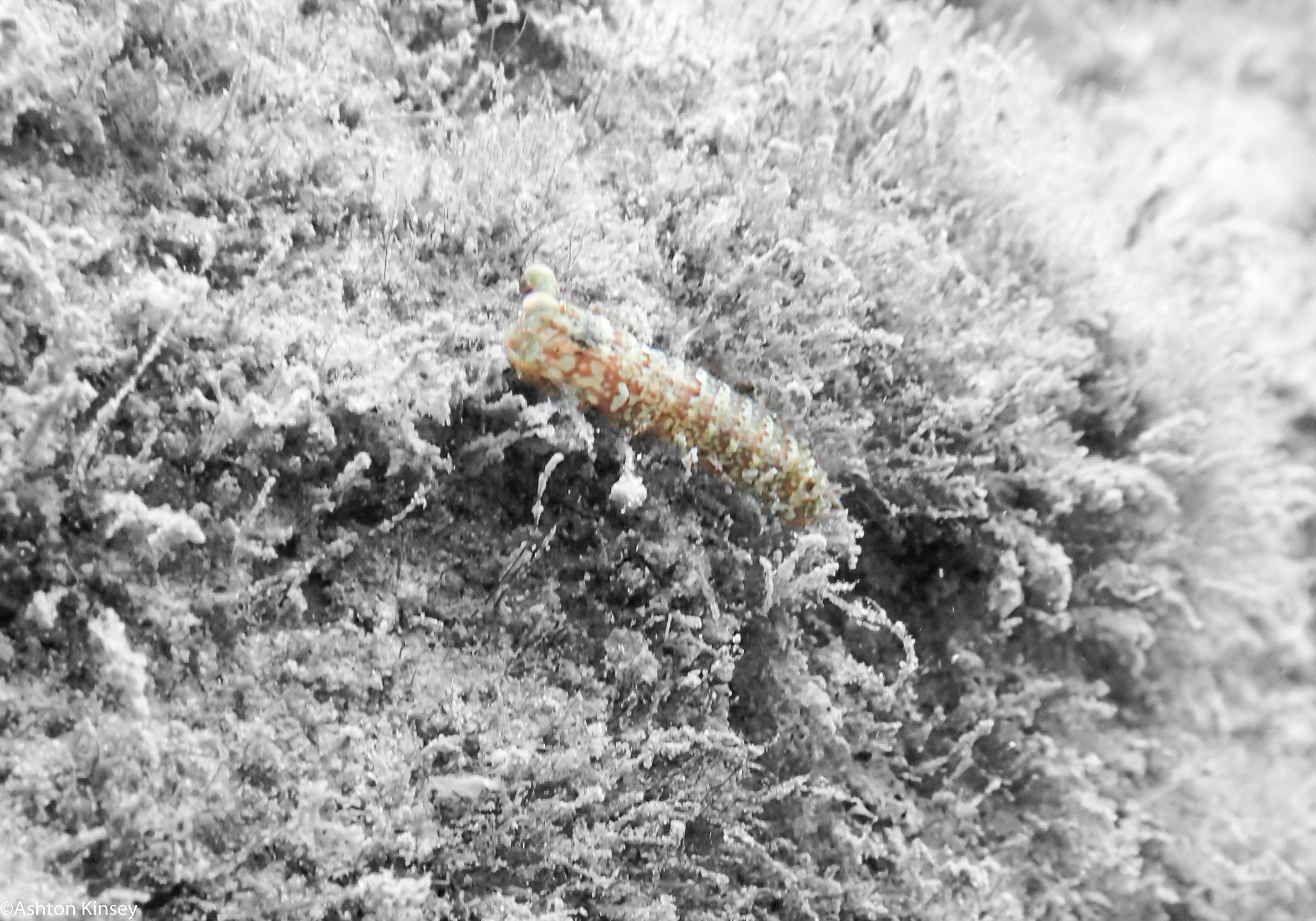BHB Mantis Shrimp.jpg