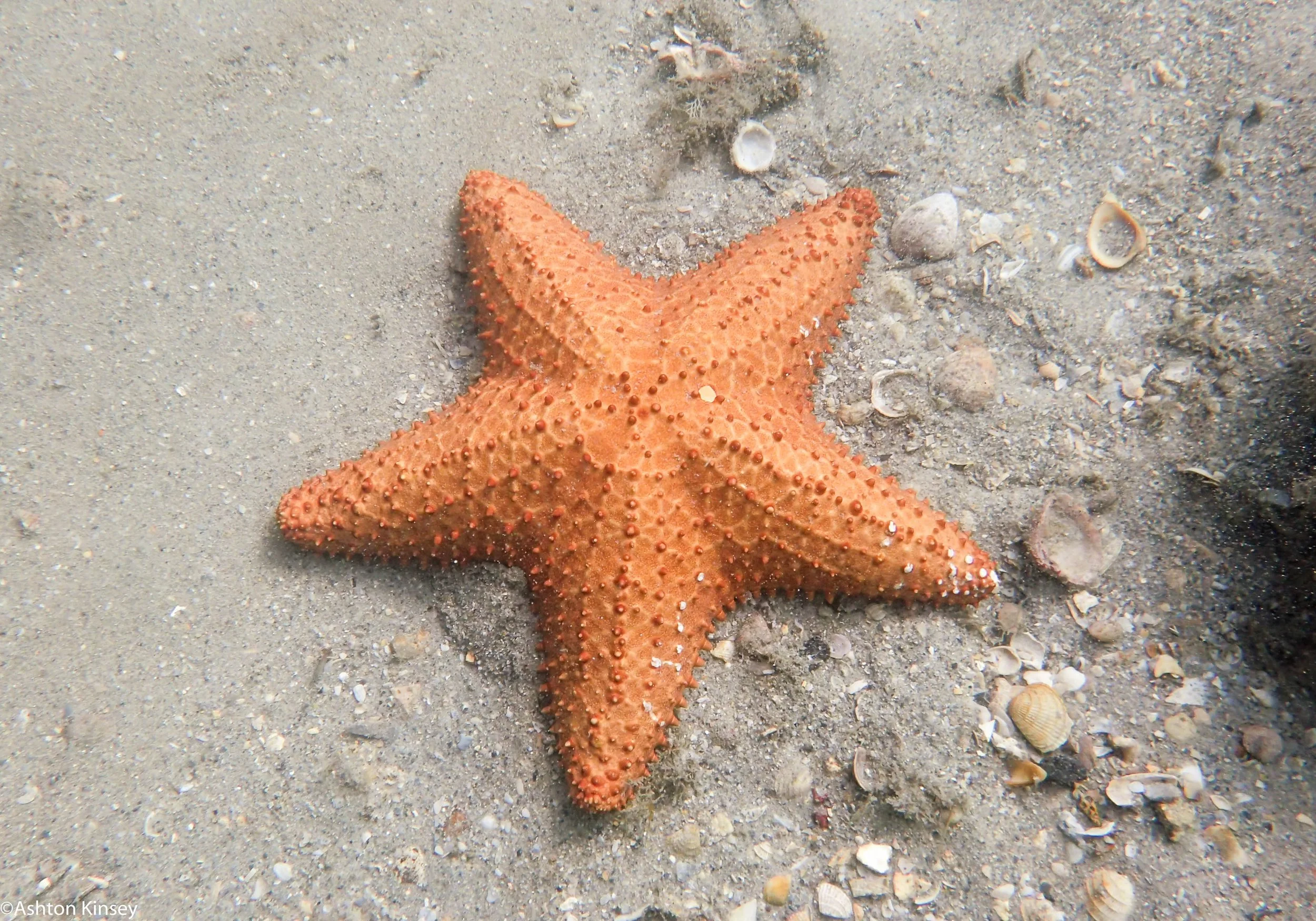 BHB Orange Sea Star.jpg