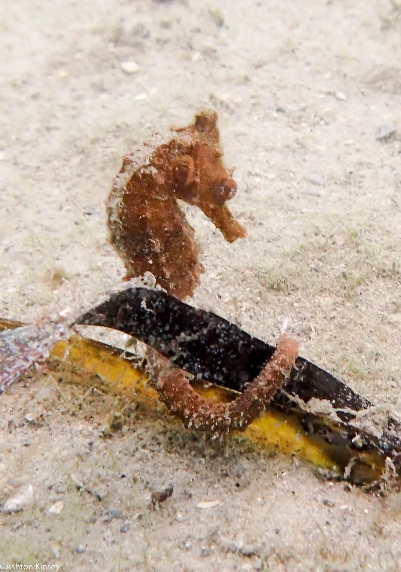 BHB Orange Seahorse.jpg