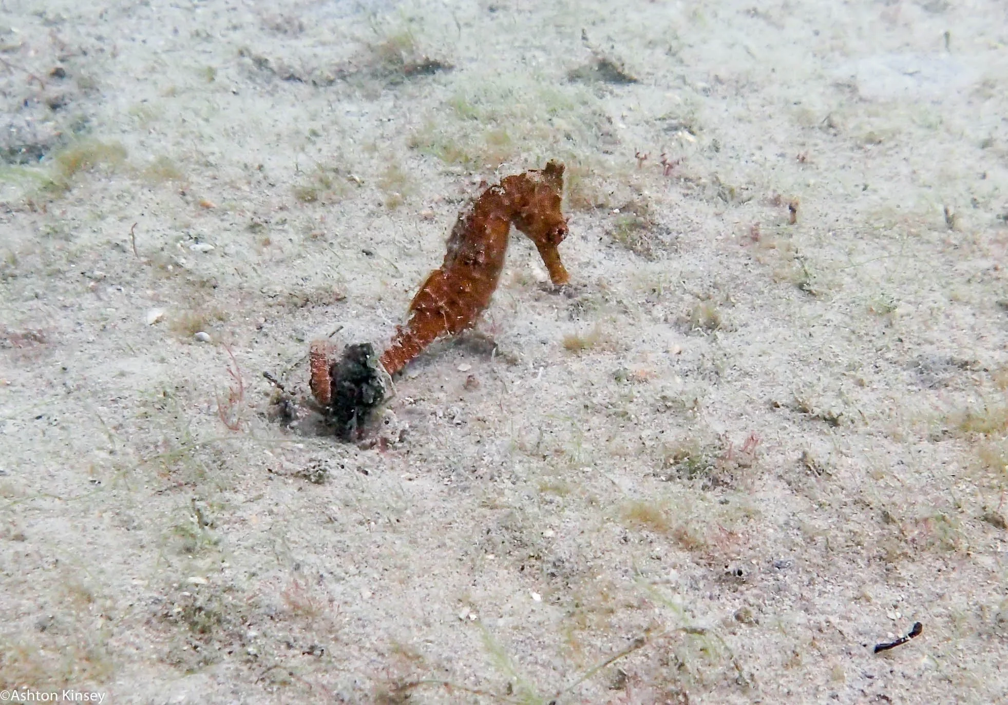 BHB Orange Seahorse-2.jpg