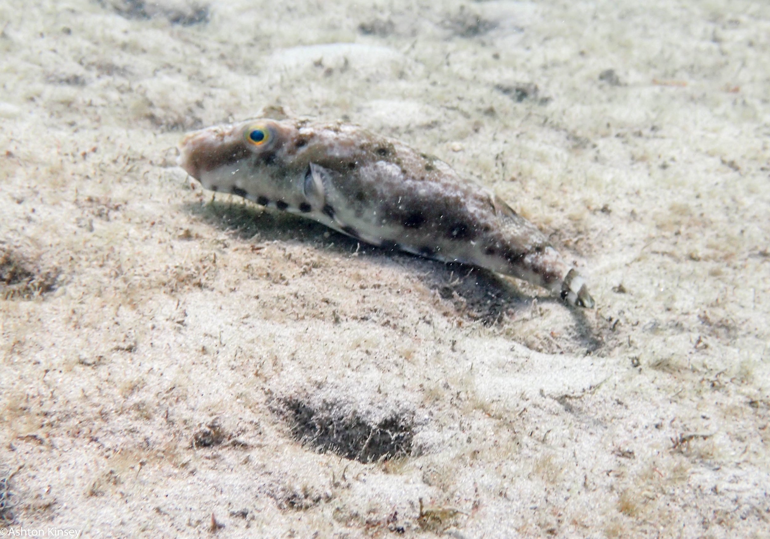 BHB Puffer.jpg