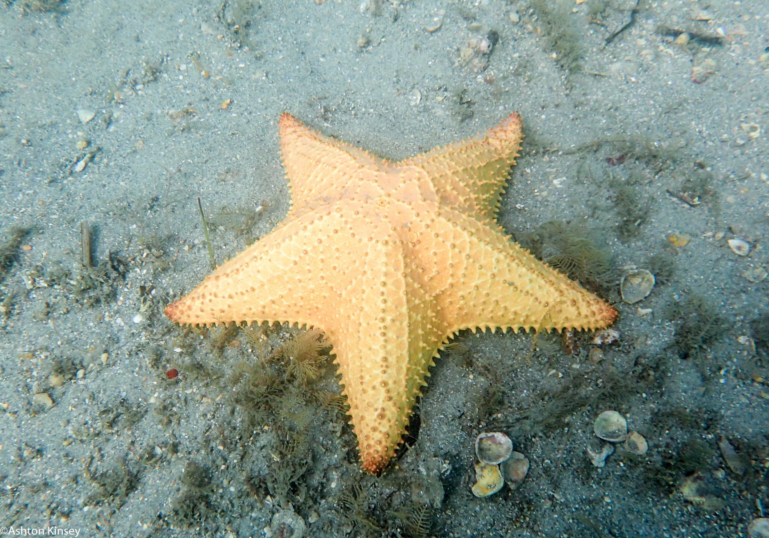 BHB Yellow Sea Star.jpg