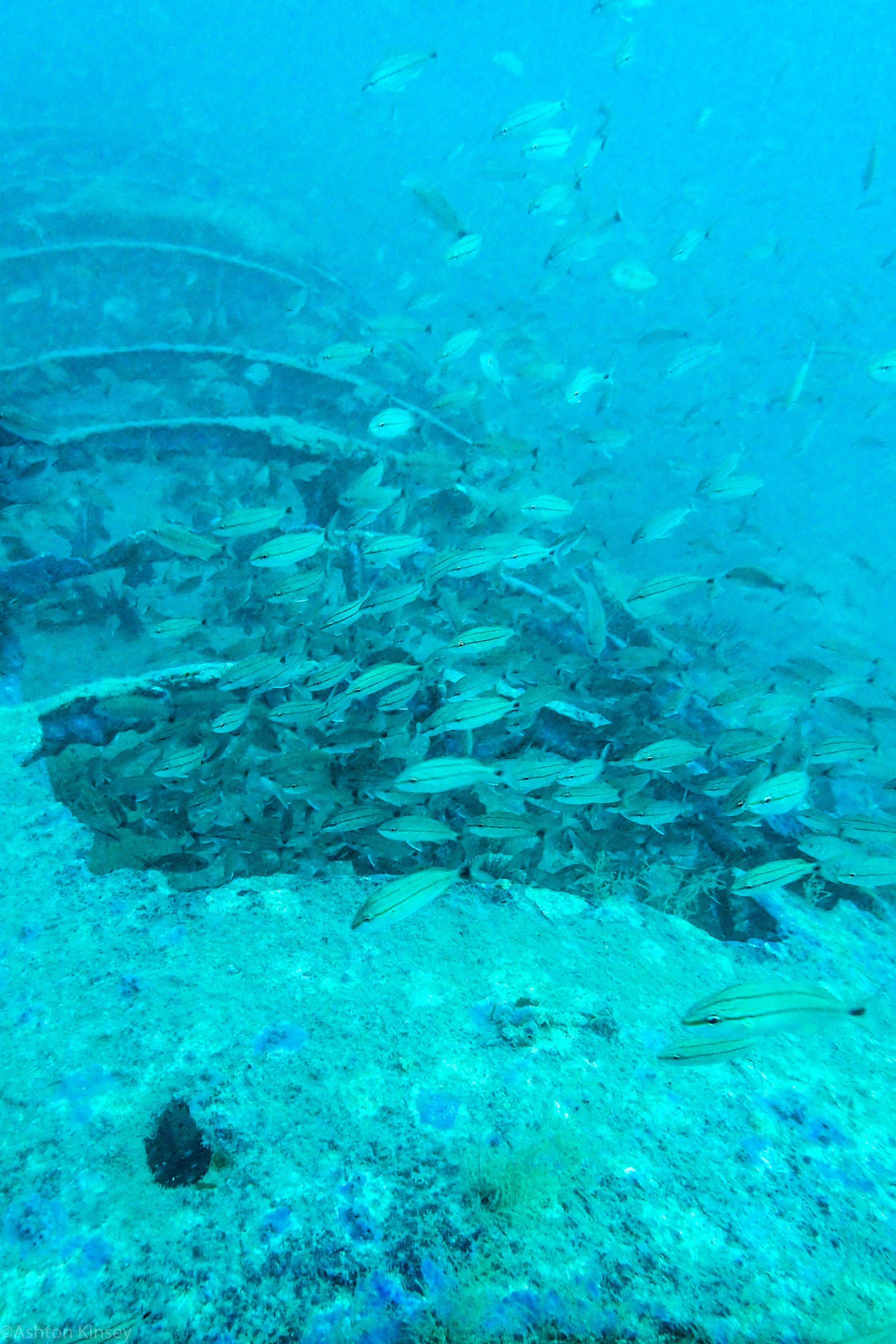 U-352_.jpg