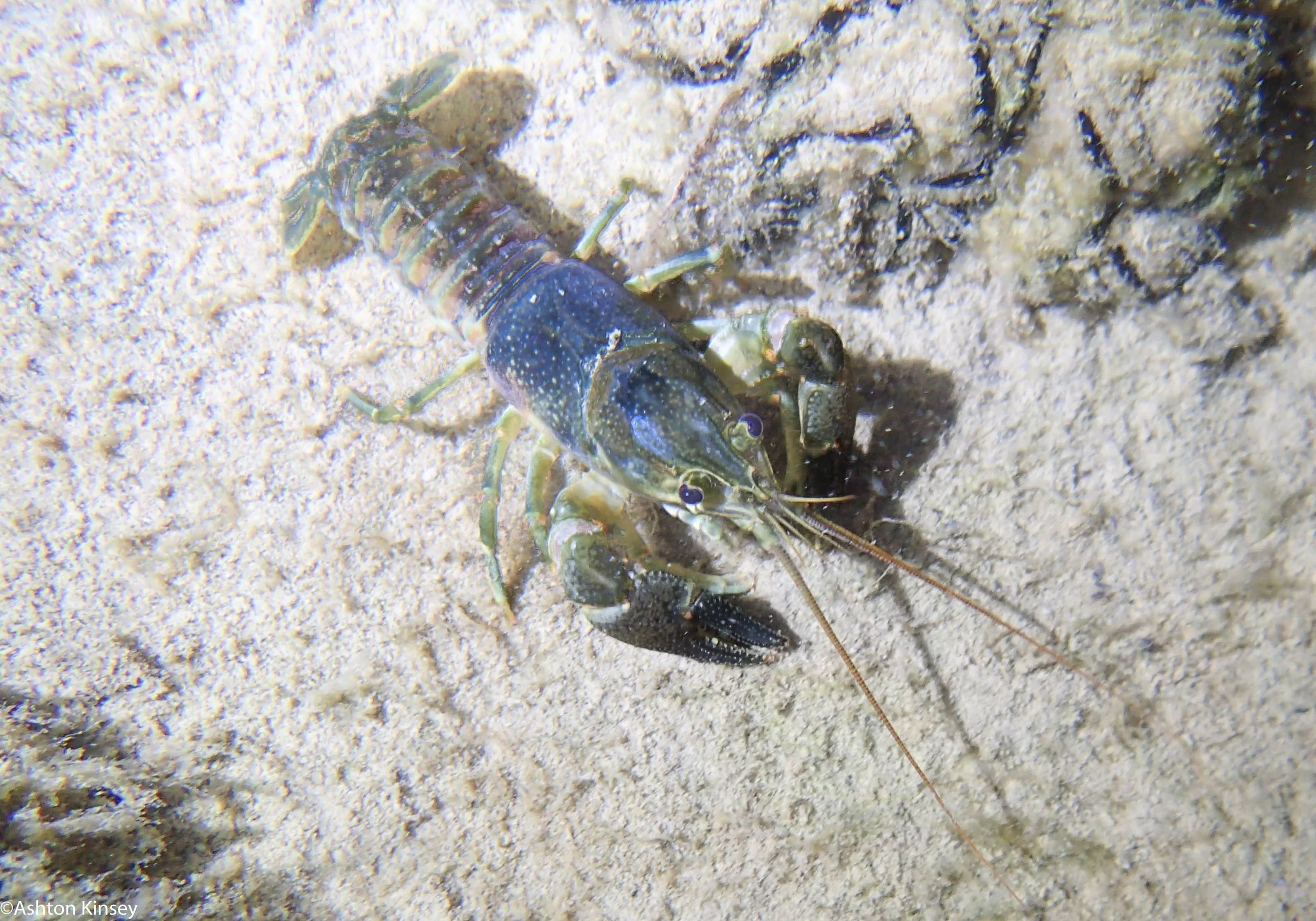 Crayfish-2.jpg