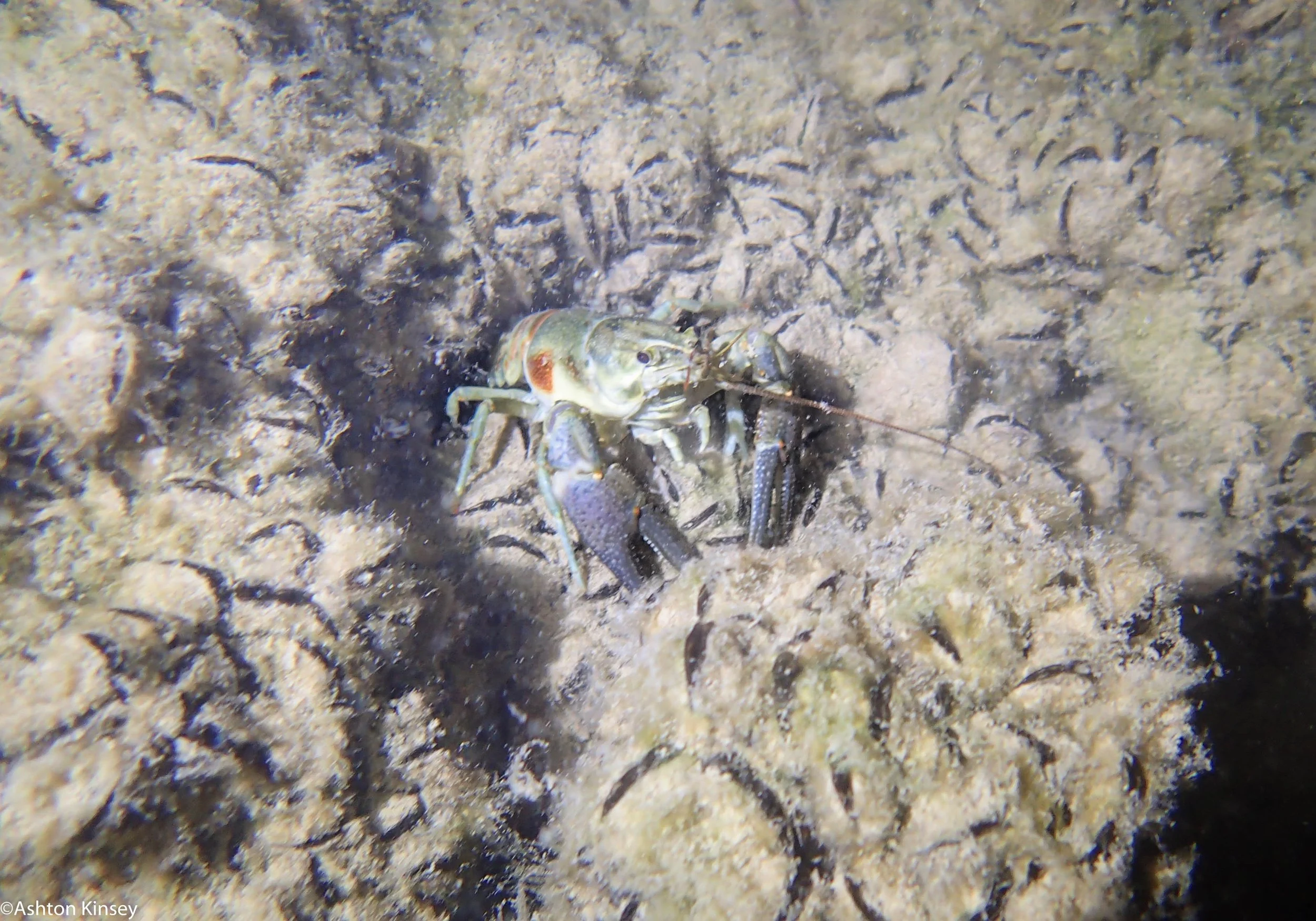 Crayfish.jpg