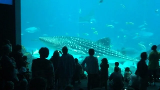 imagejpeg_2_34.jpg