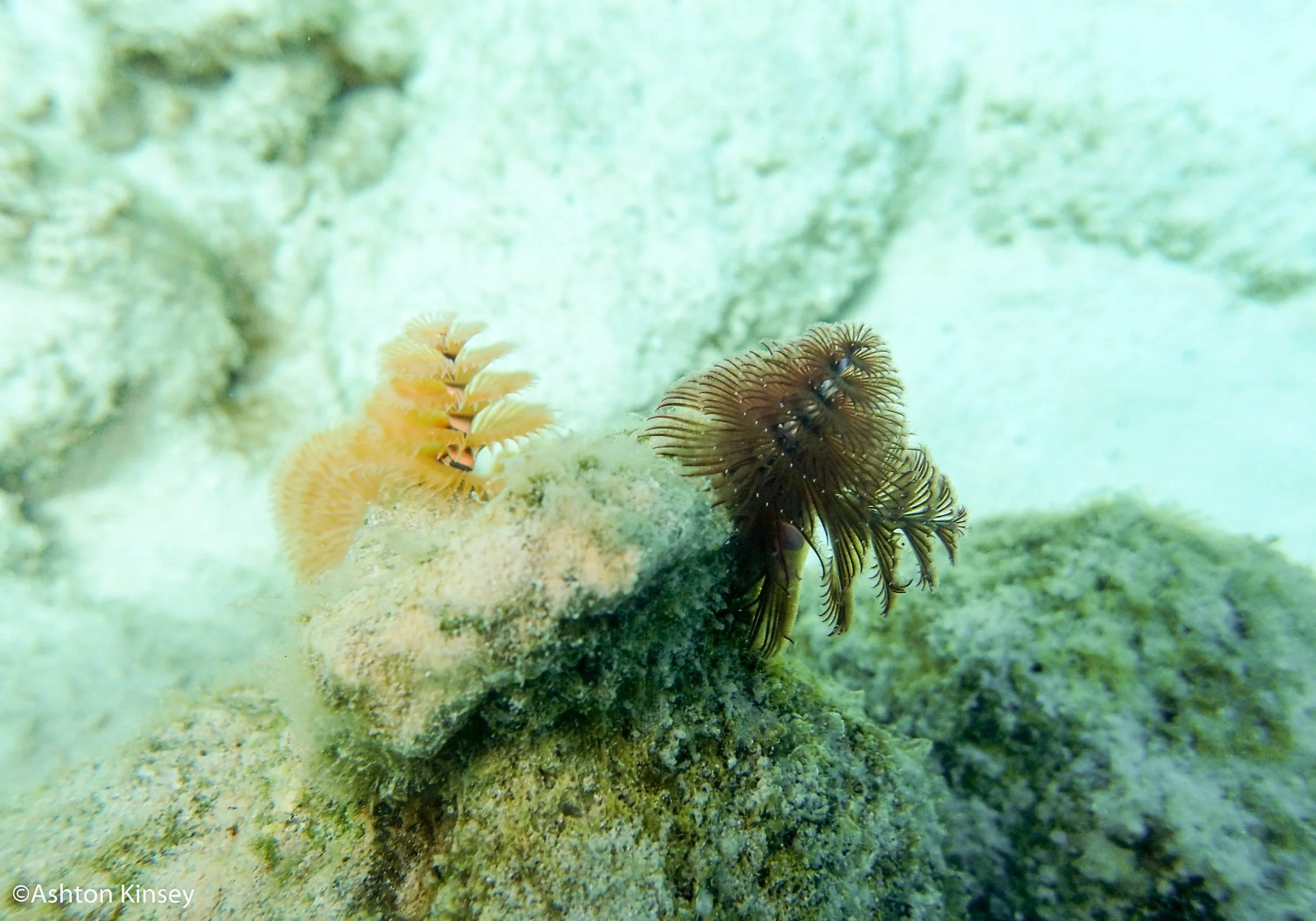 House Reef 1,2.jpg