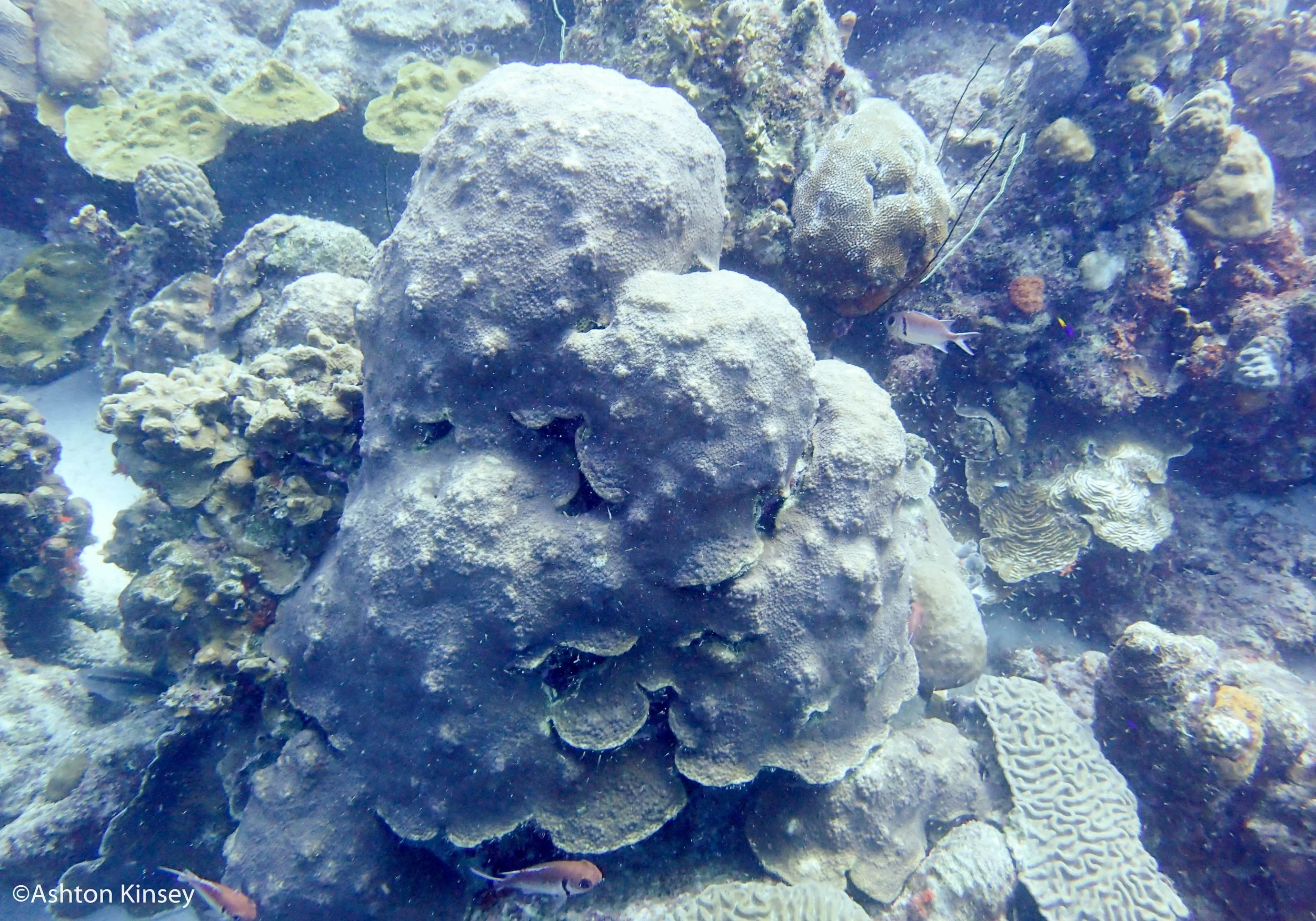 House Reef 1,2-2.jpg