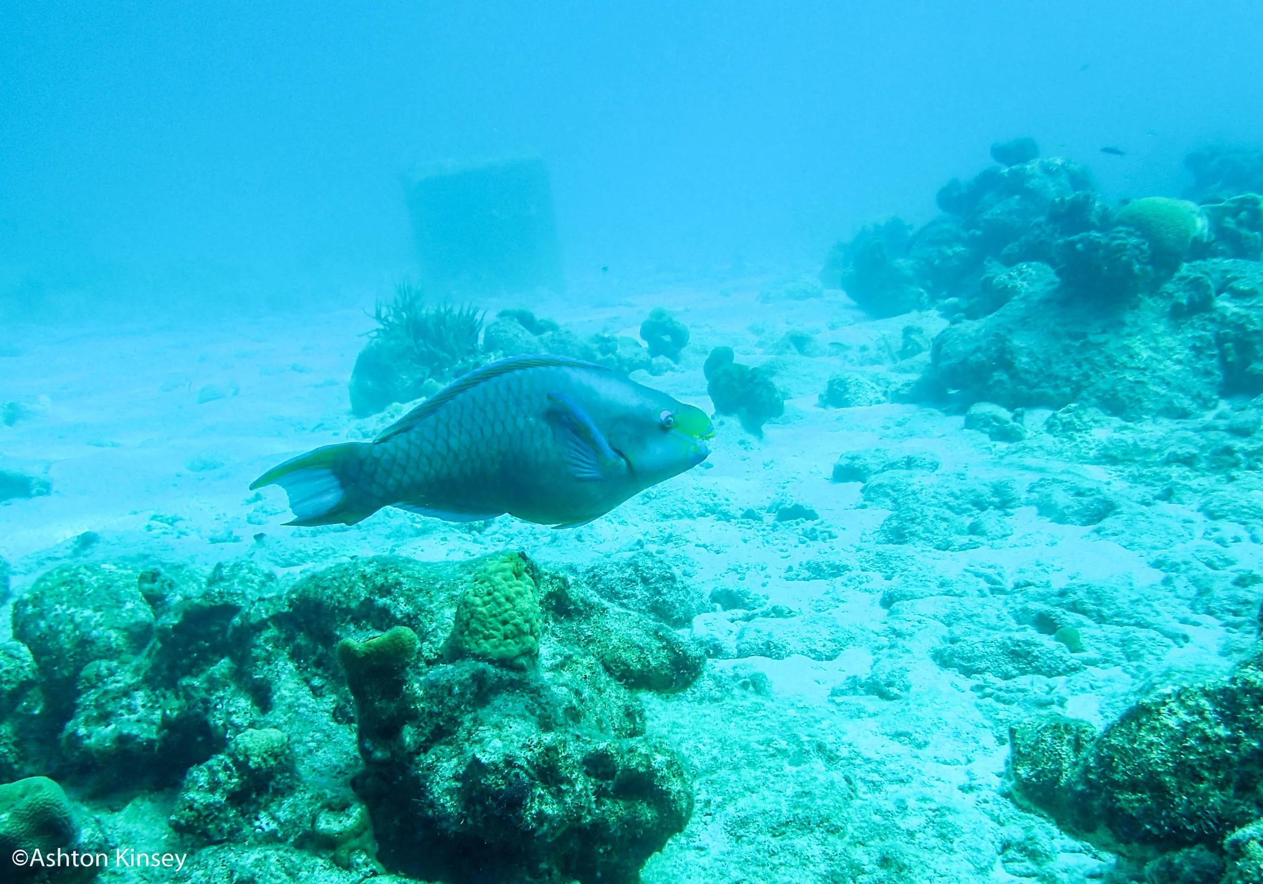 House Reef 1,2-3.jpg