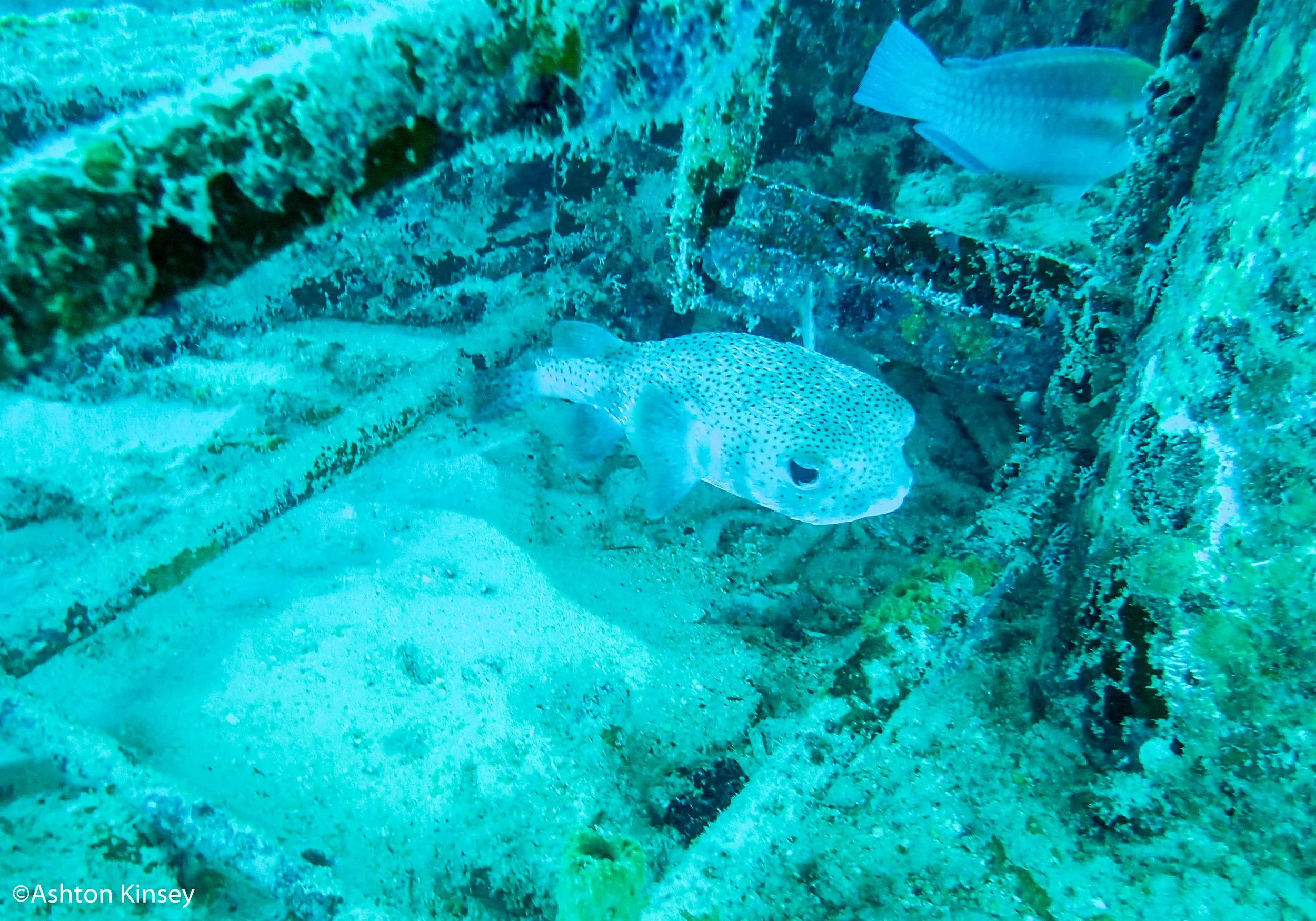 House Reef 1,2-4.jpg