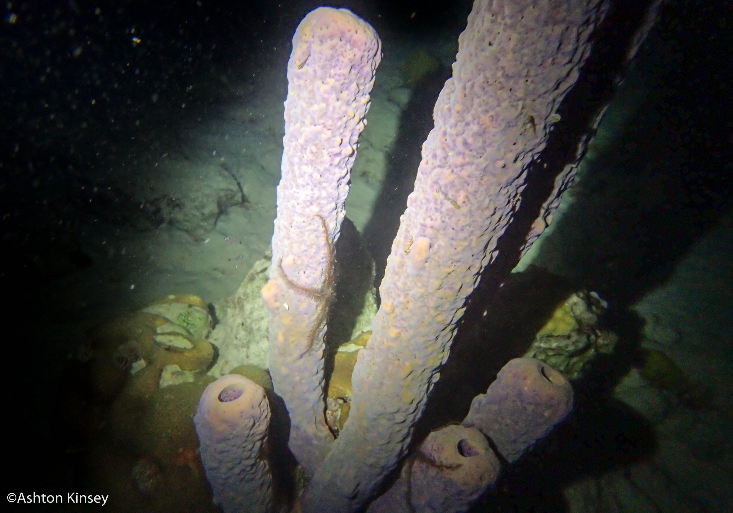 Calabas Reef 4, 5.jpg