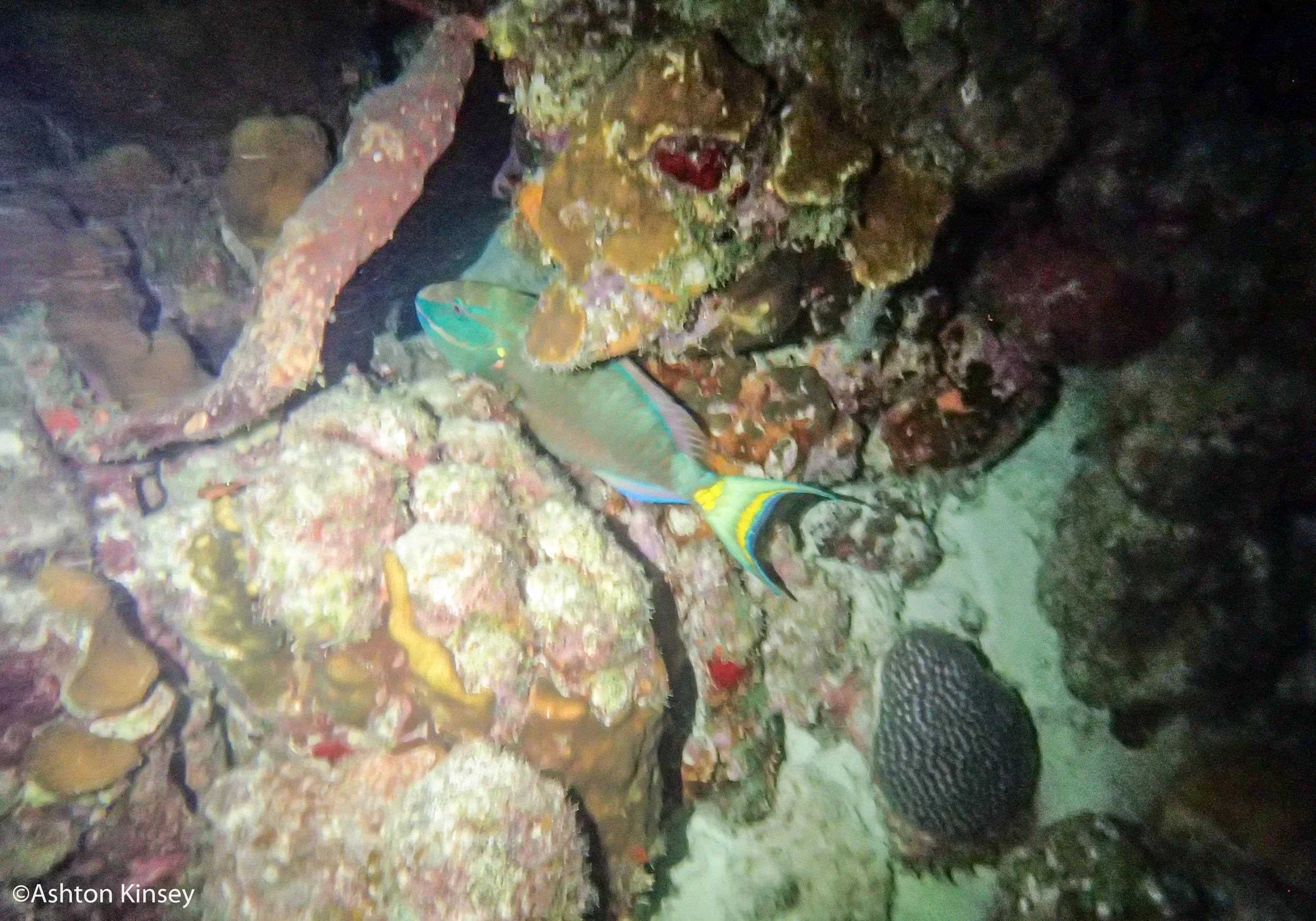 Calabas Reef 4, 5-2.jpg