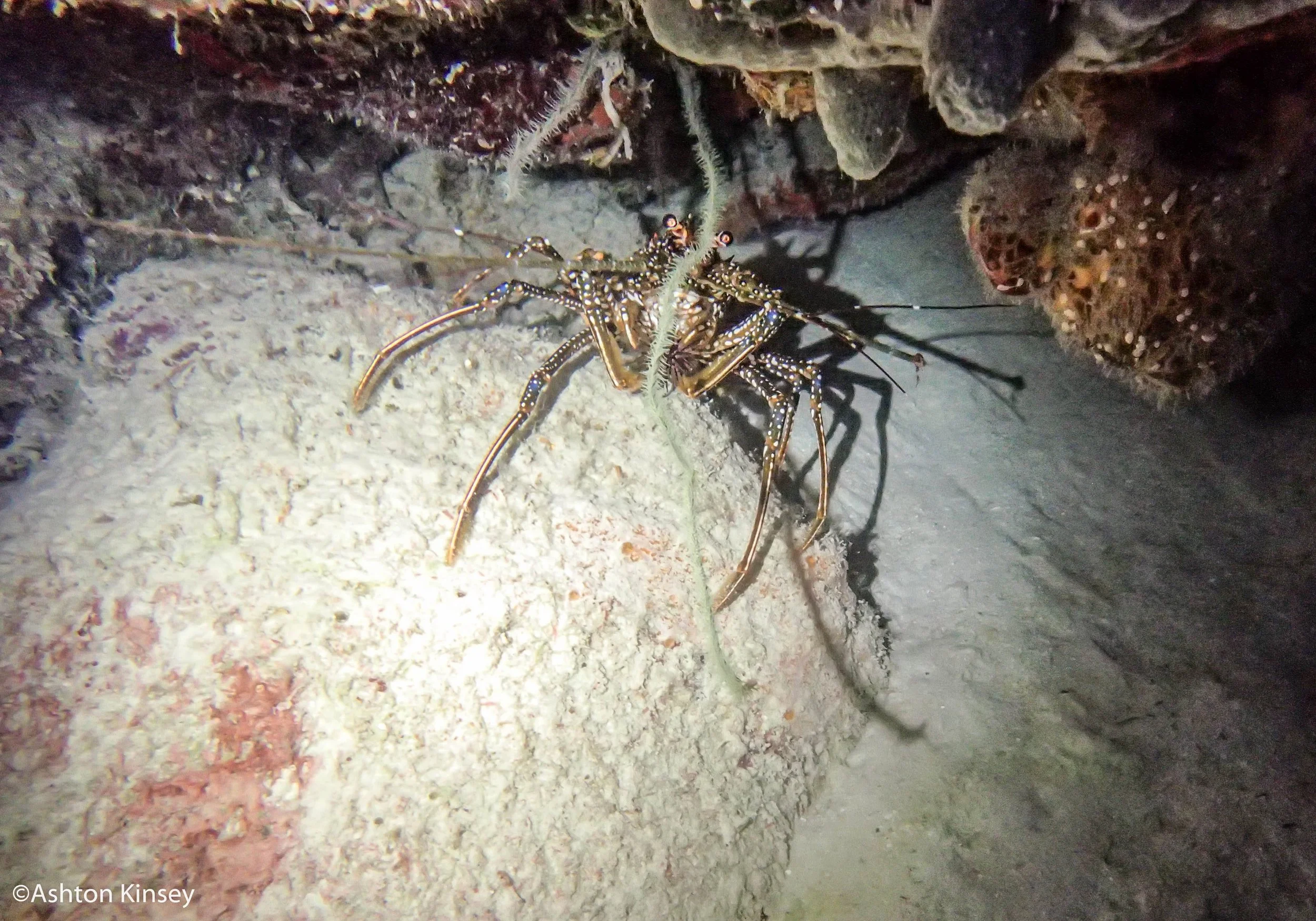 Calabas Reef 4, 5-3.jpg