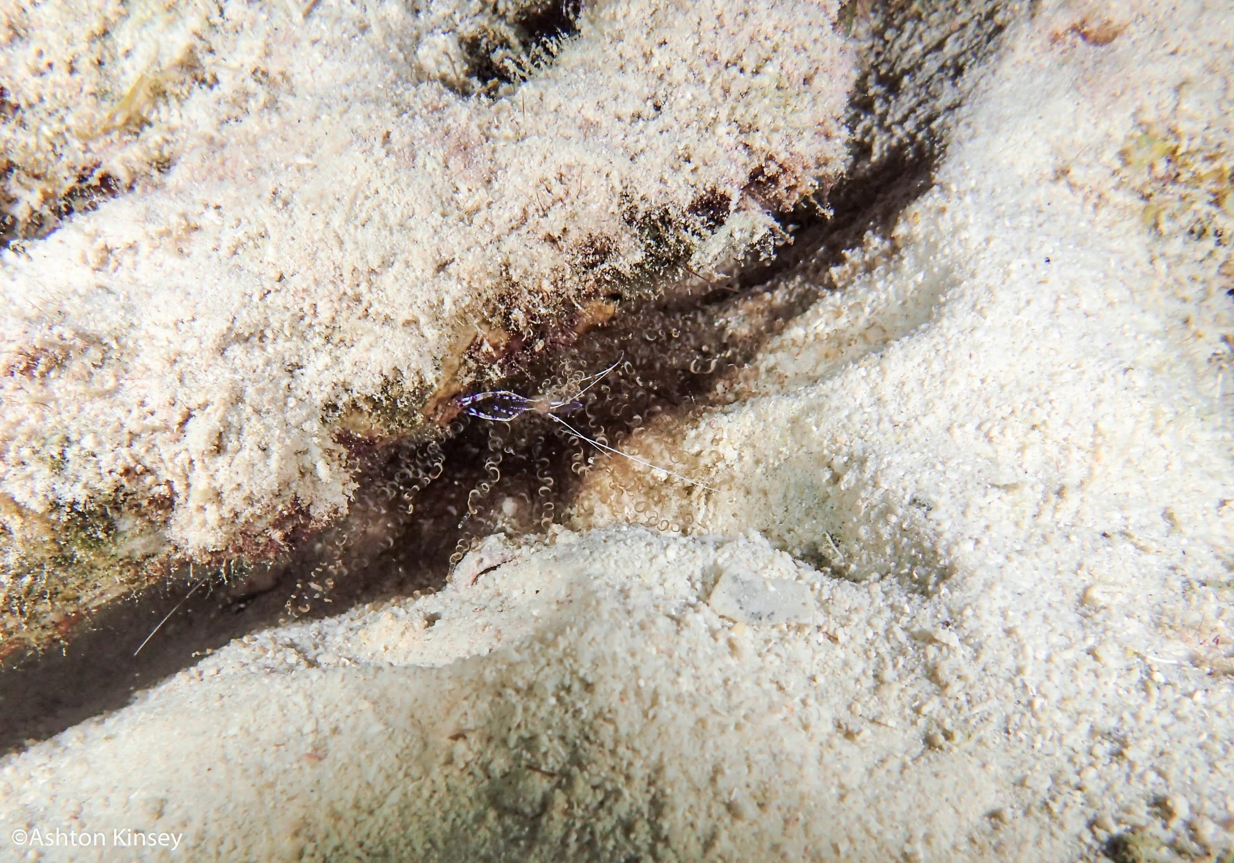 Calabas Reef 4, 5-4.jpg