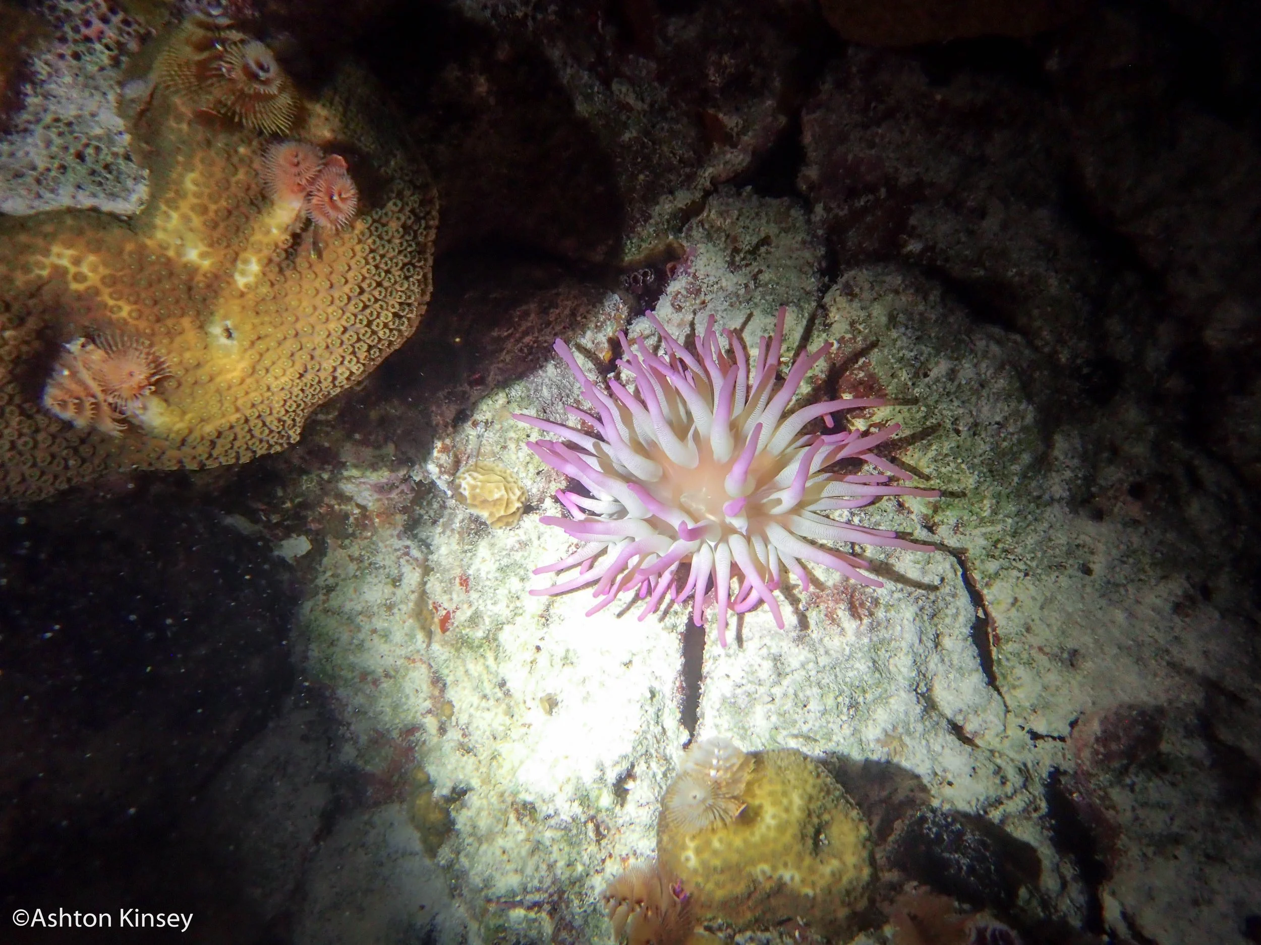 Calabas Reef 4, 5-5.jpg