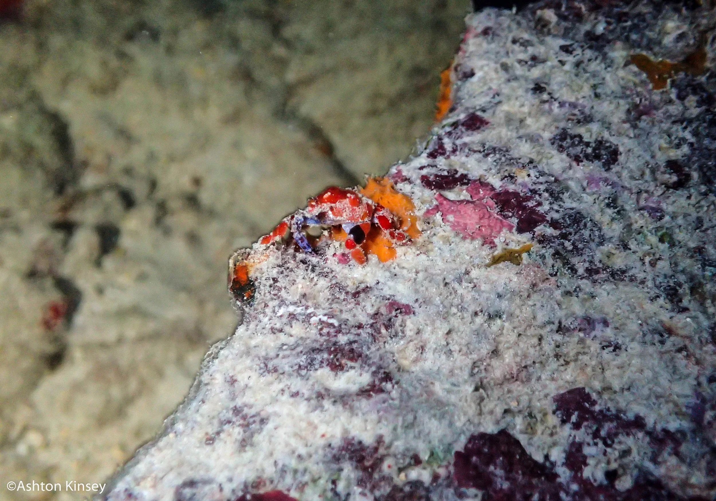 Calabas Reef 4, 5-8.jpg