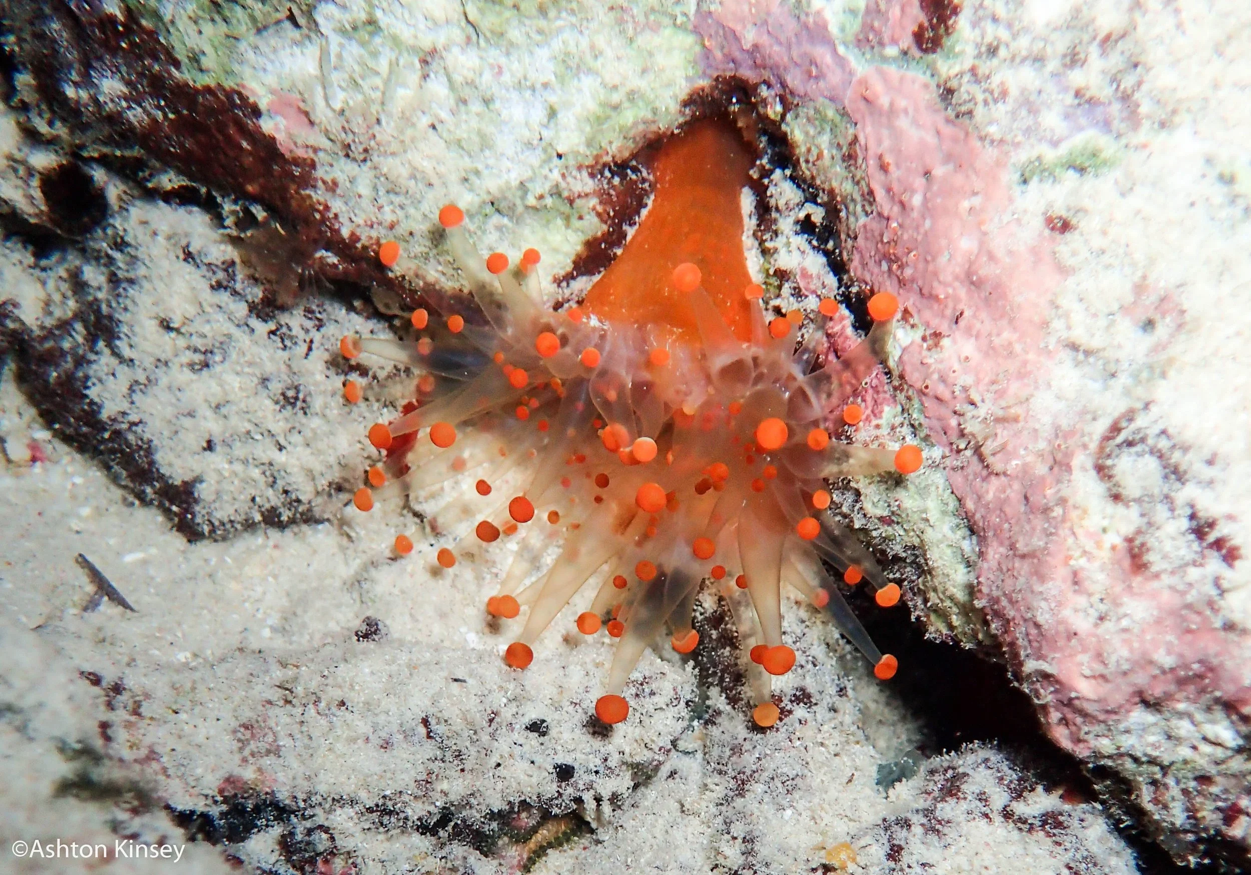 Calabas Reef 4, 5-9.jpg