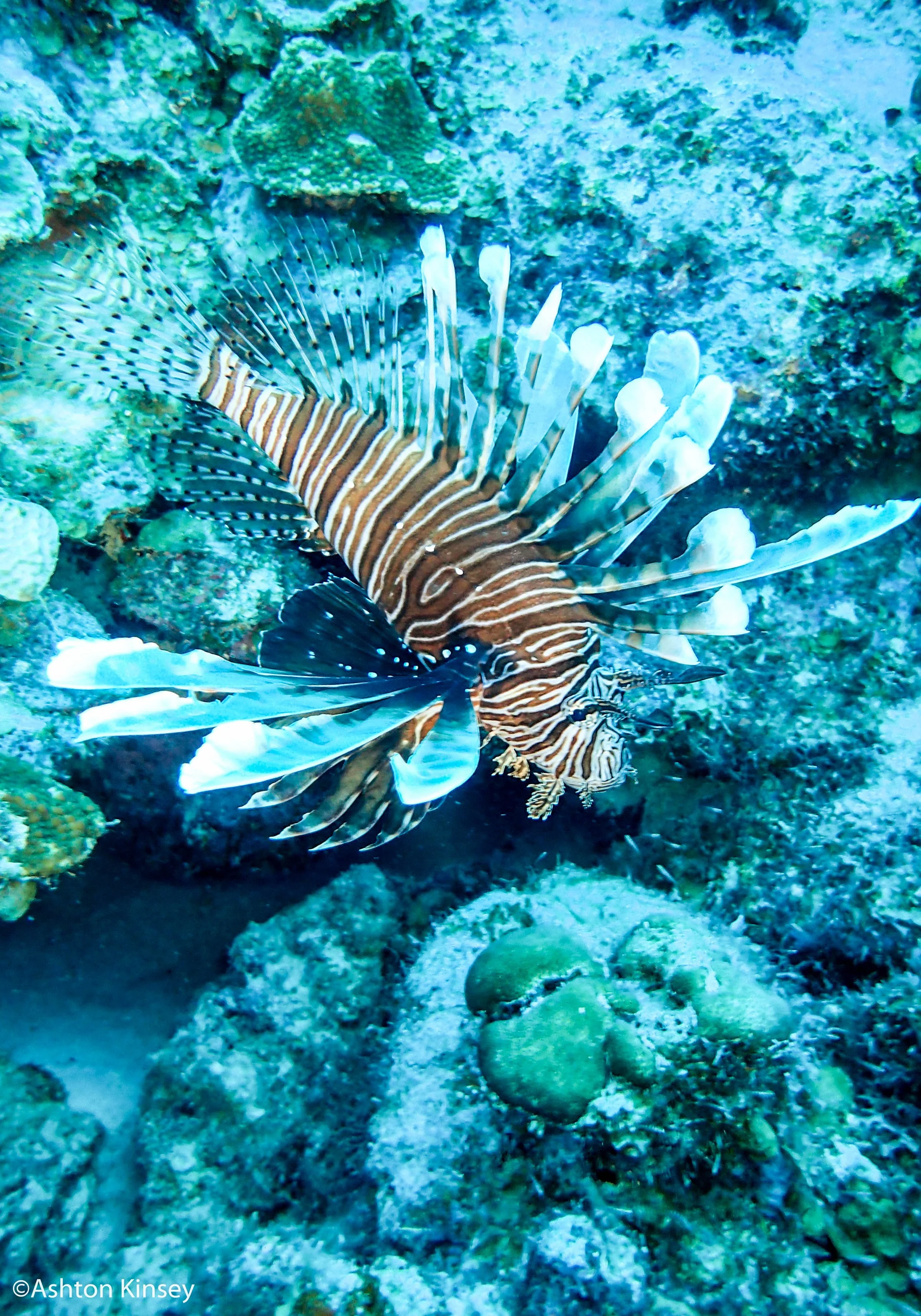 House Reef (Calabas).jpg