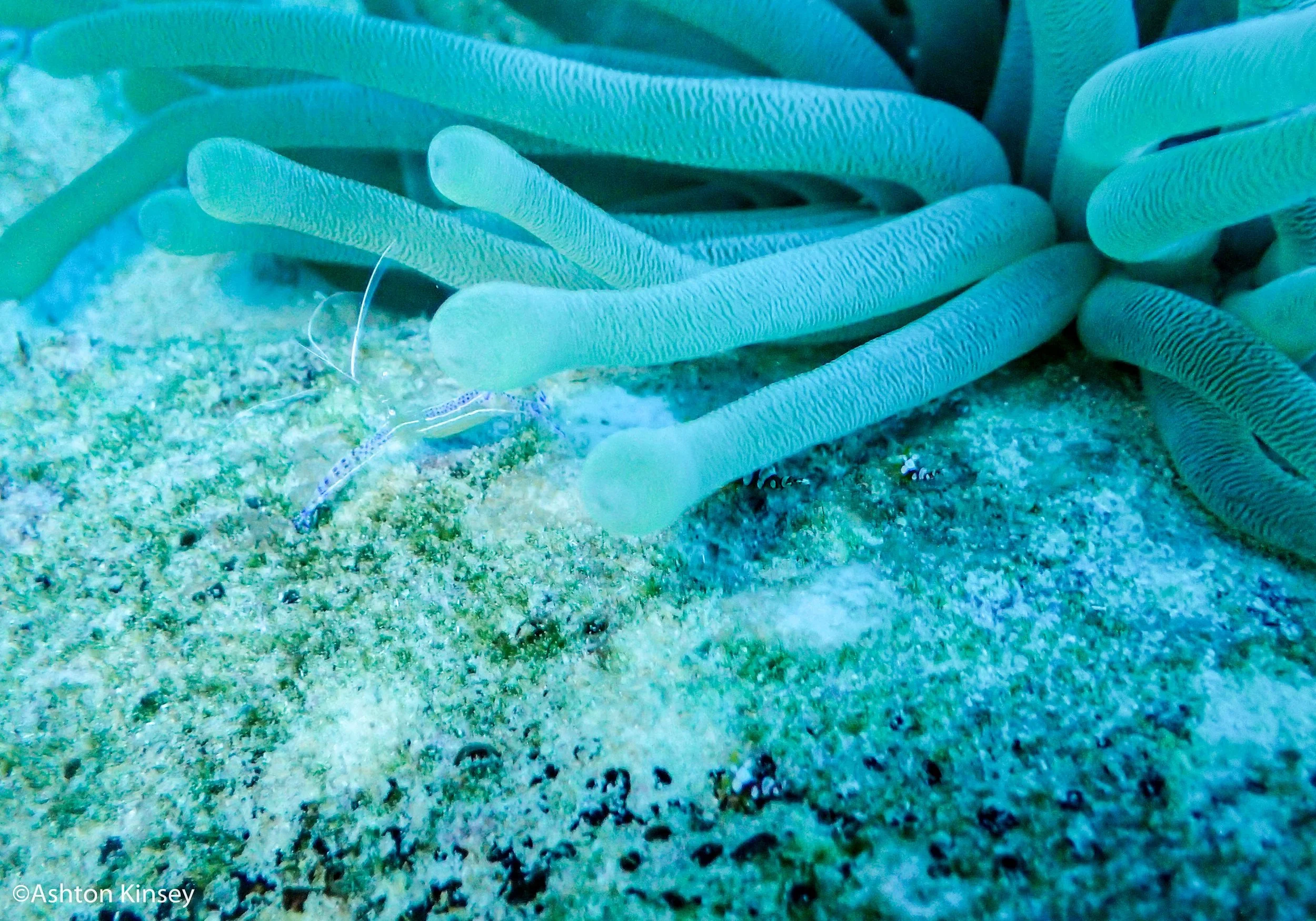 House Reef (Calabas)-2.jpg