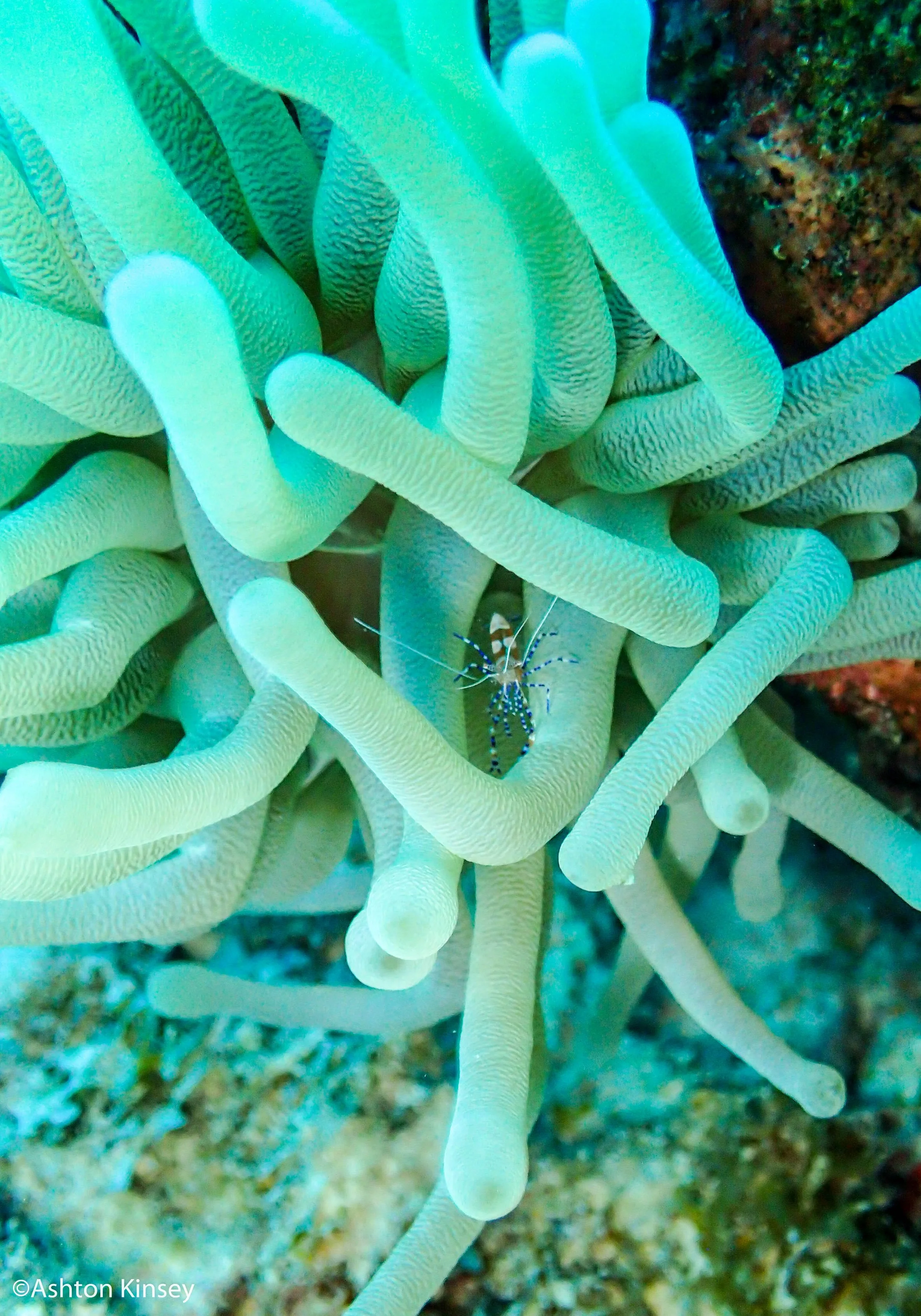 House Reef (Calabas)-3.jpg