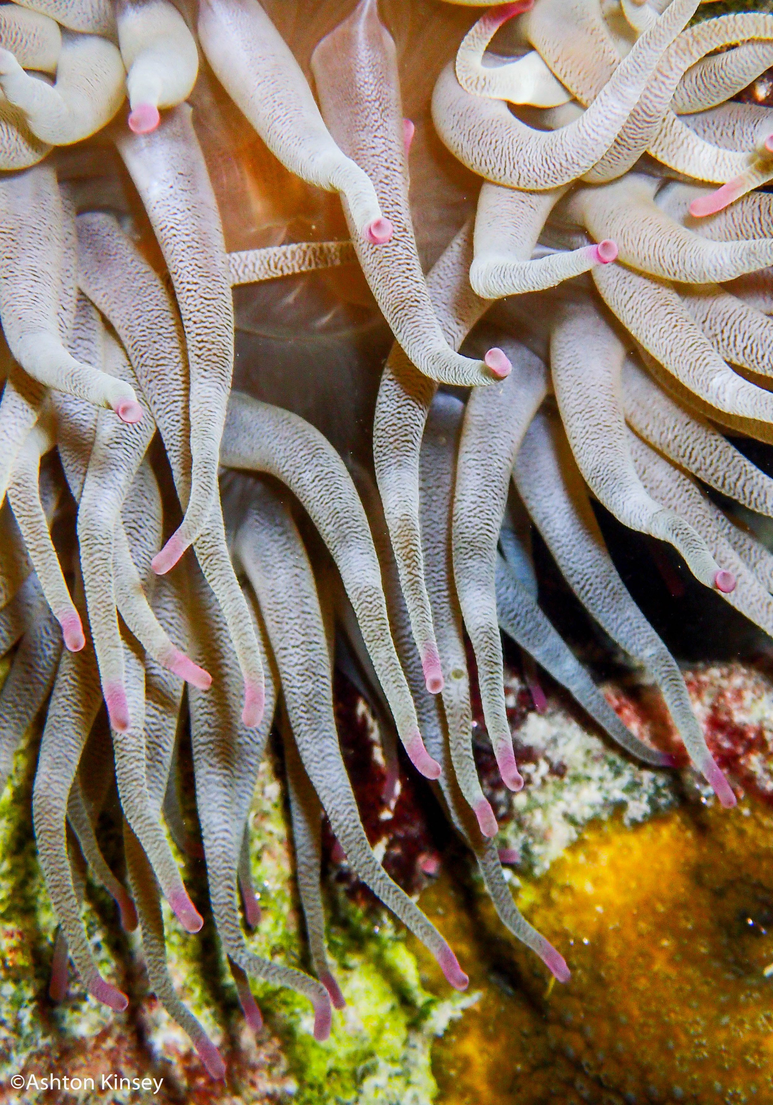 House Reef (Calabas)-4.jpg