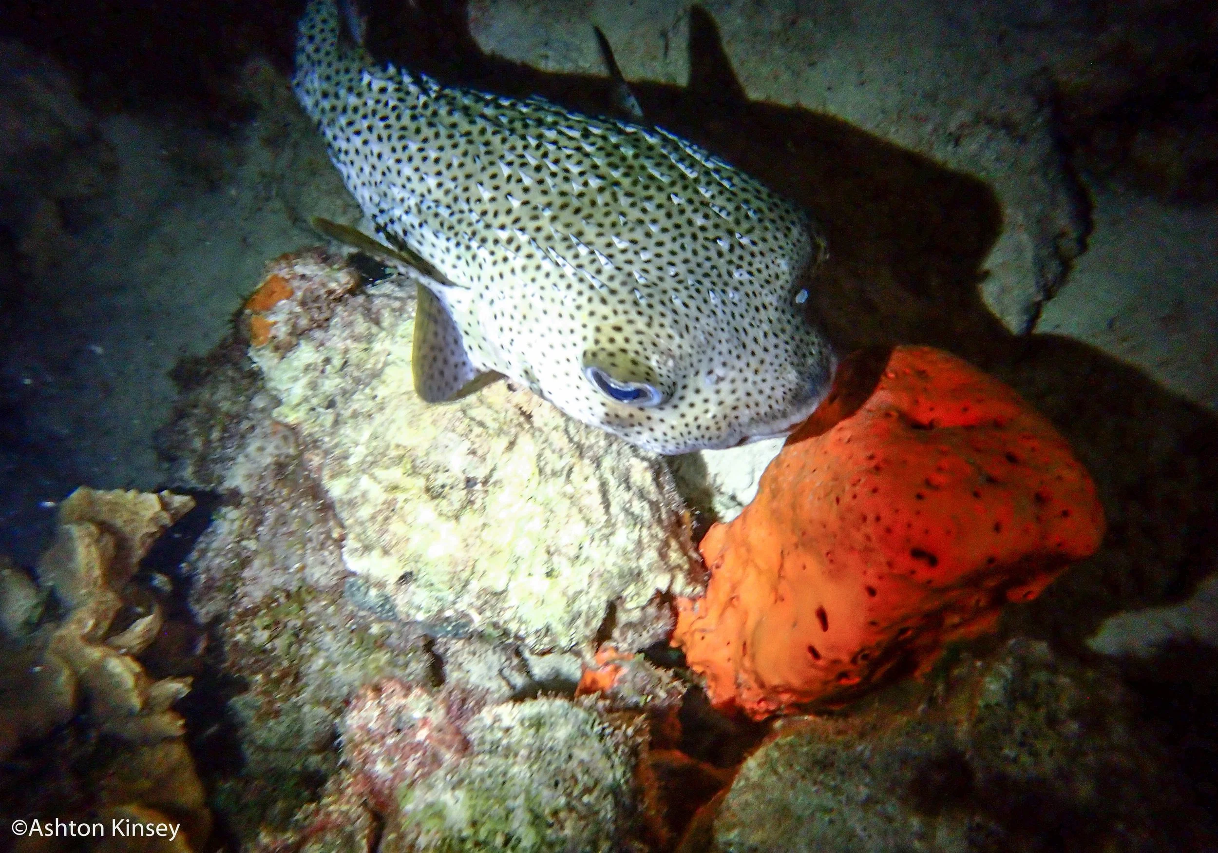 House Reef (Calabas)-5.jpg