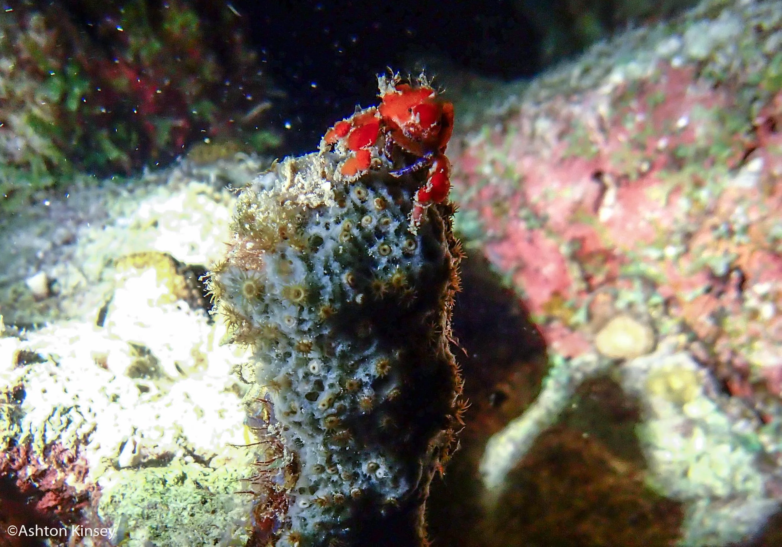House Reef (Calabas)-6.jpg