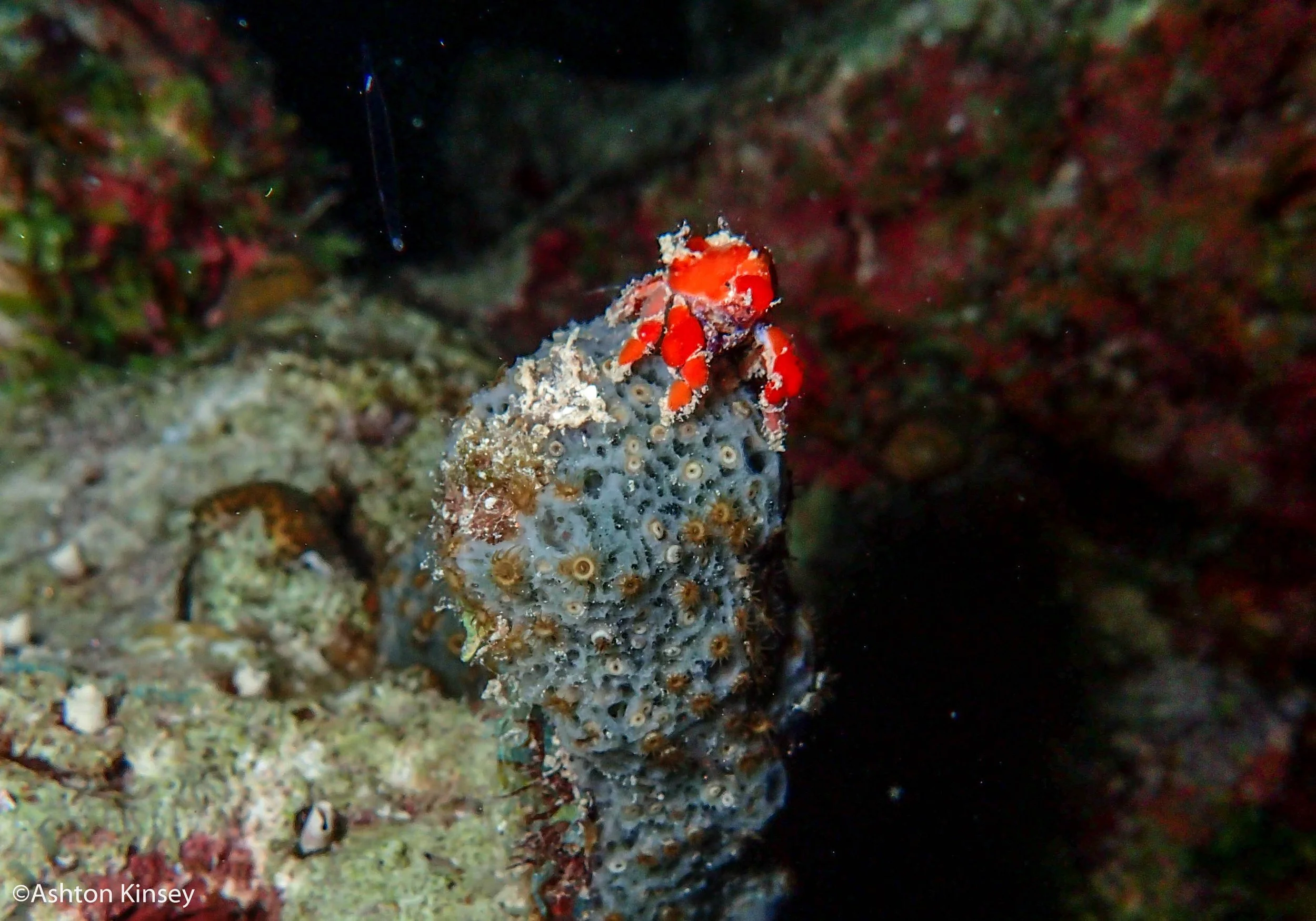 House Reef (Calabas)-7.jpg