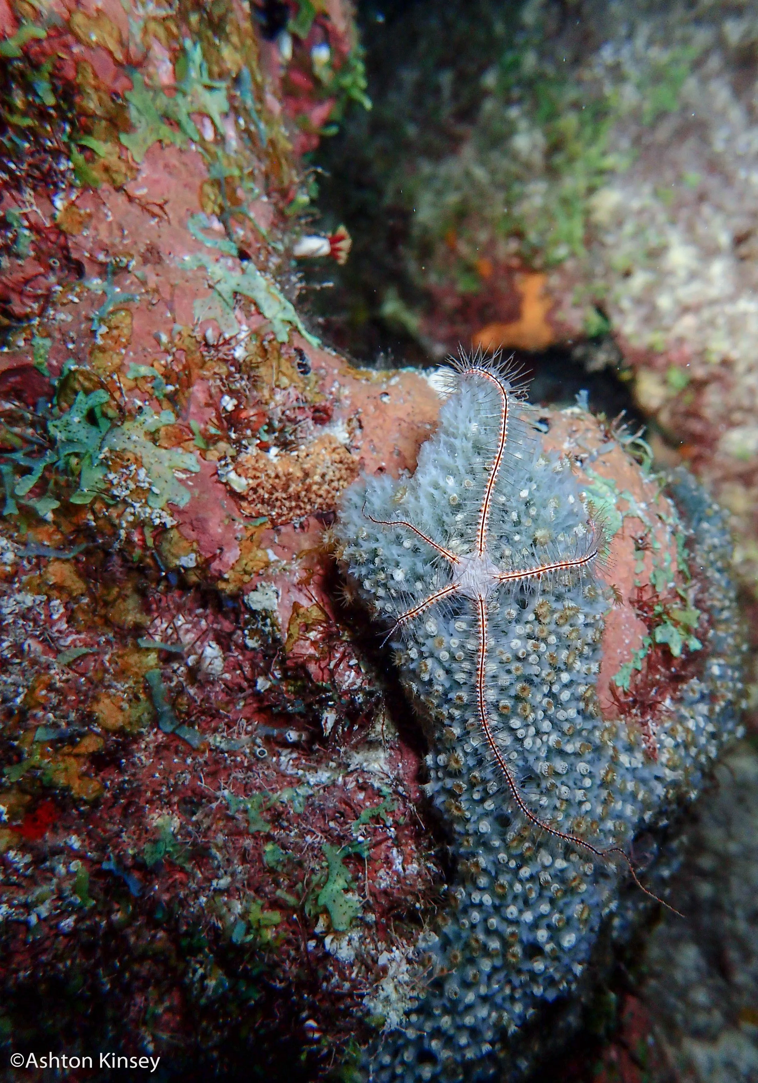 House Reef (Calabas)-8.jpg