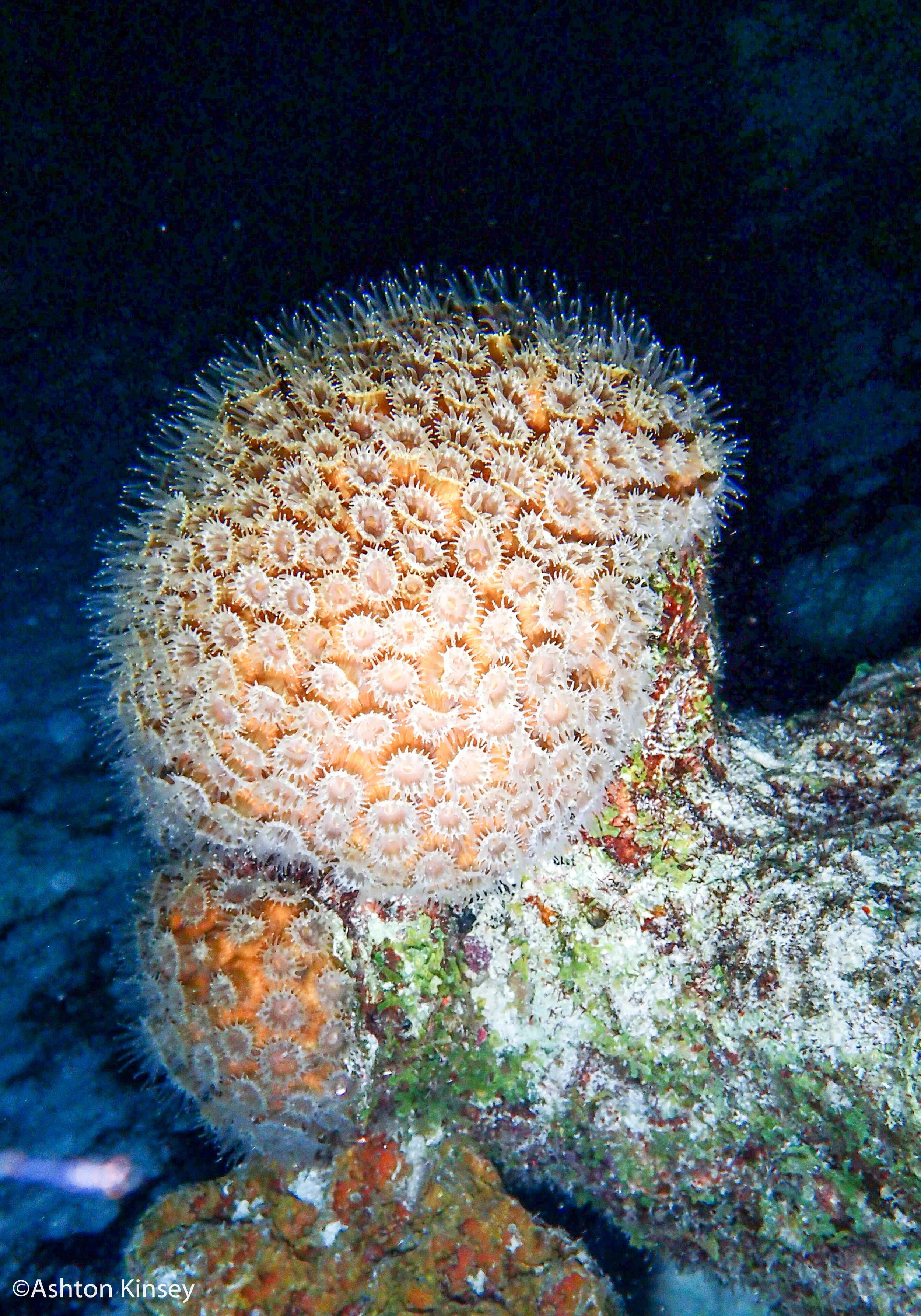 House Reef (Calabas)-9.jpg