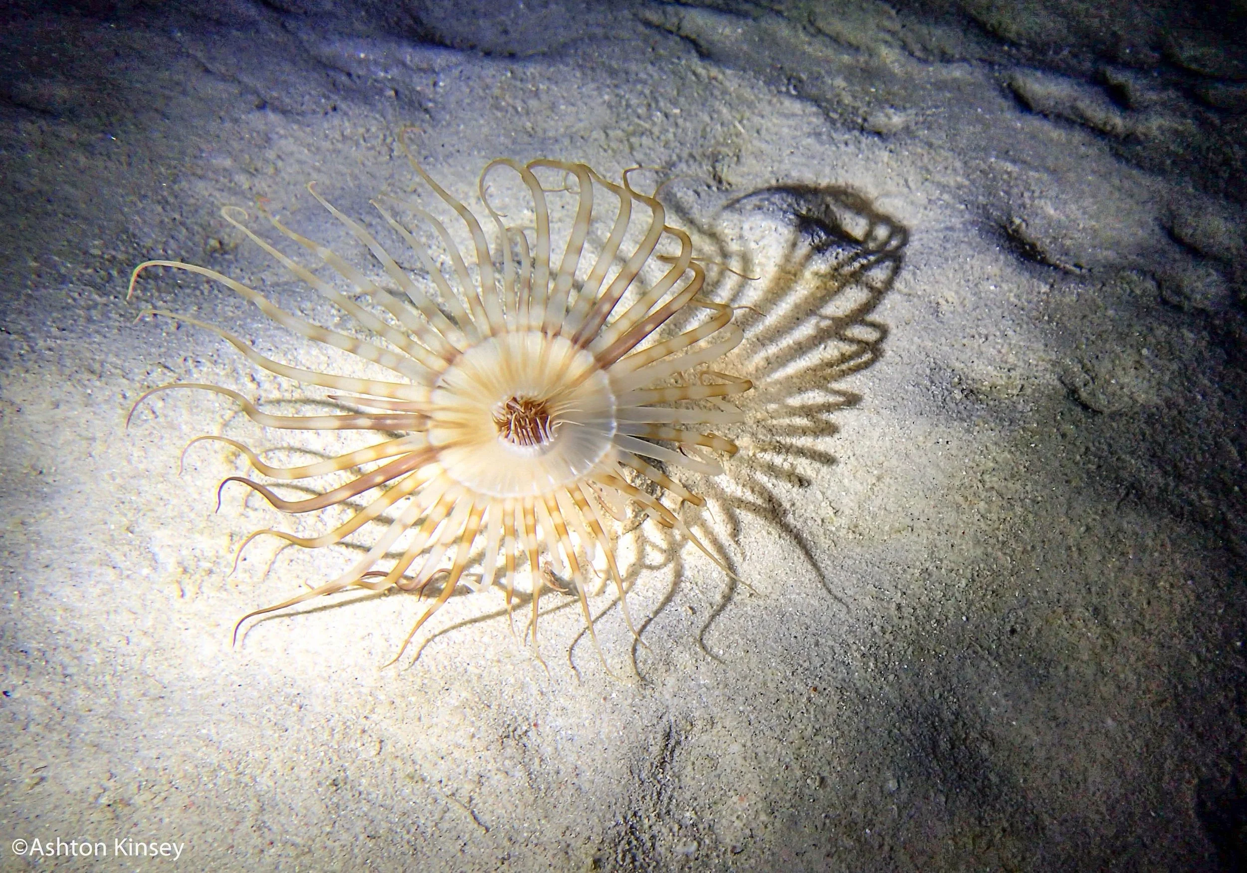 House Reef night-2.jpg
