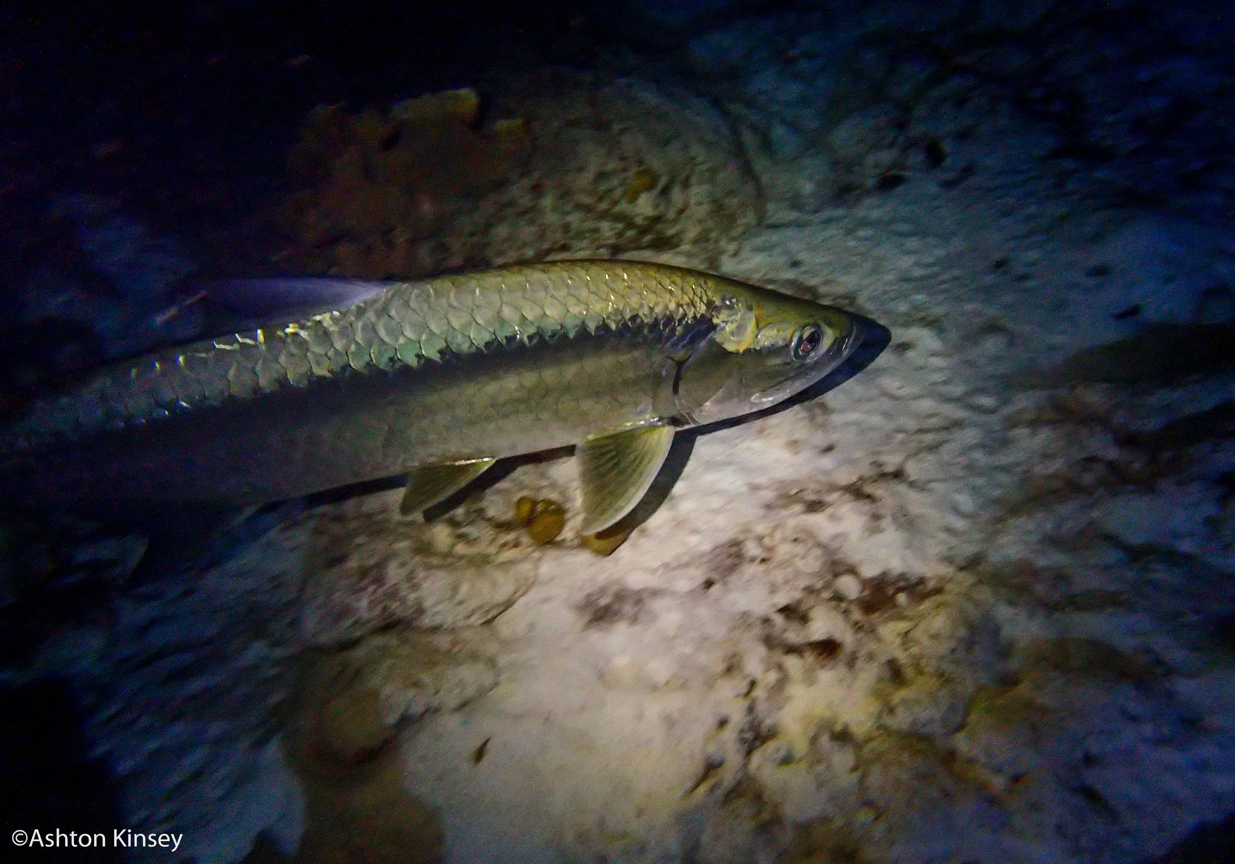 House Reef night.jpg