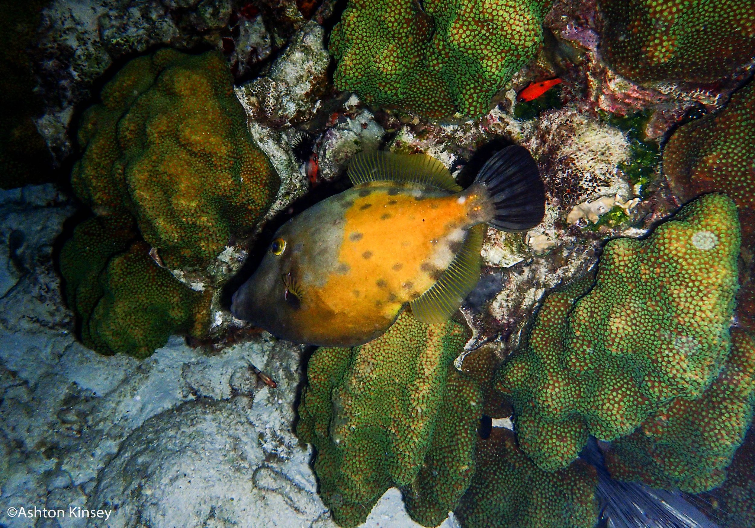 House Reef Sunrise.jpg