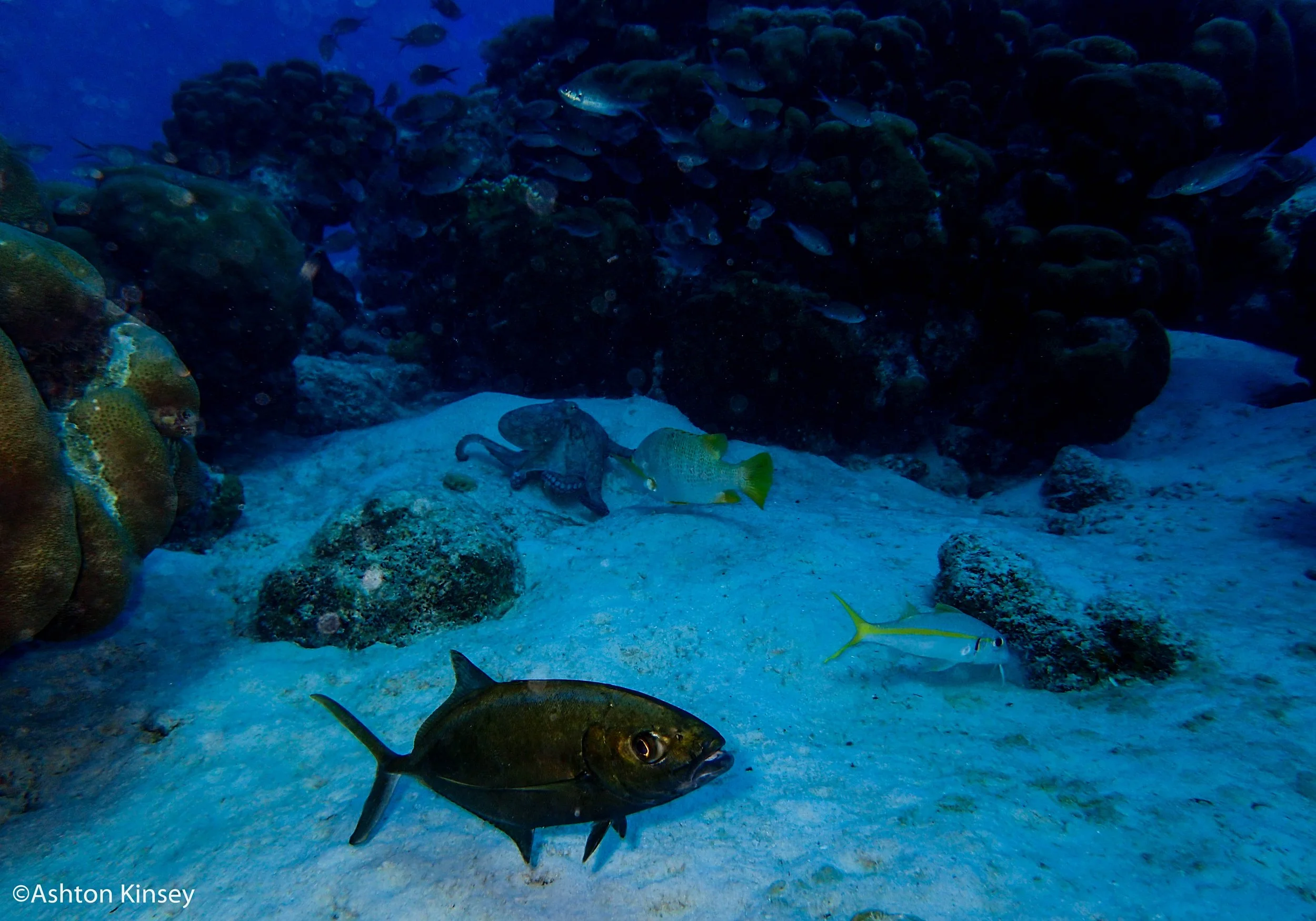 Sebatian's Reef-3.jpg