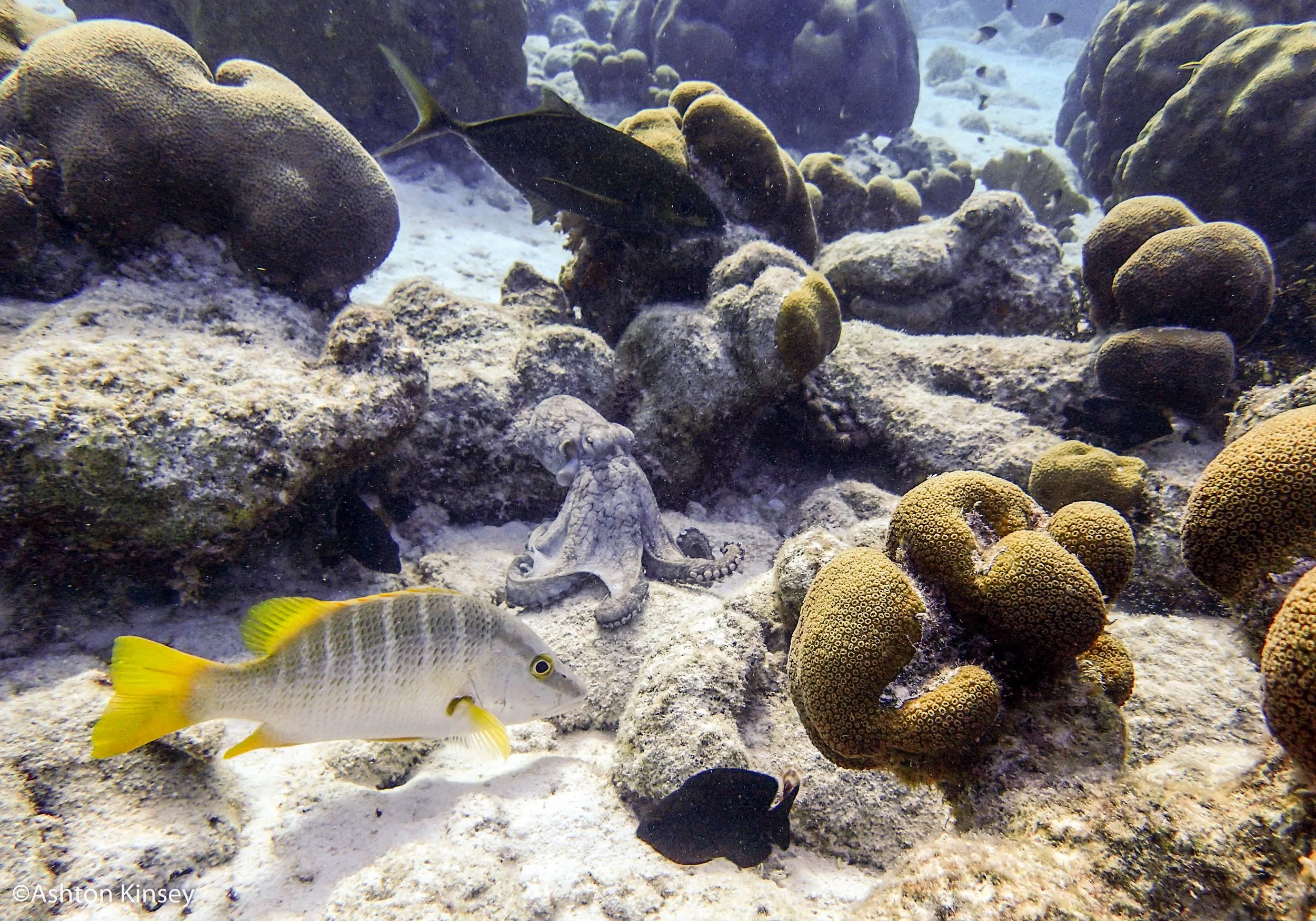 Sebatian's Reef-4.jpg