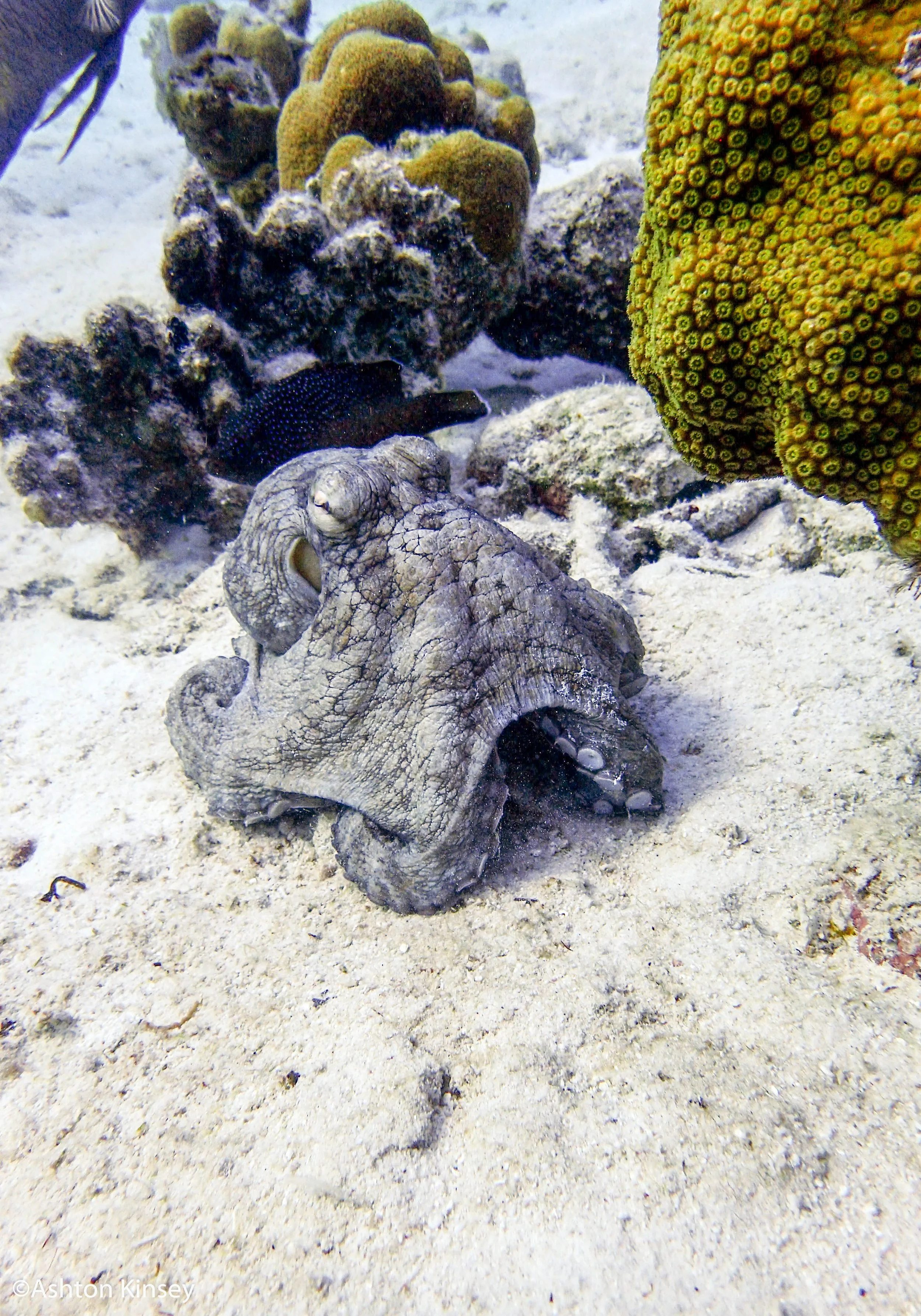 Sebatian's Reef-5.jpg