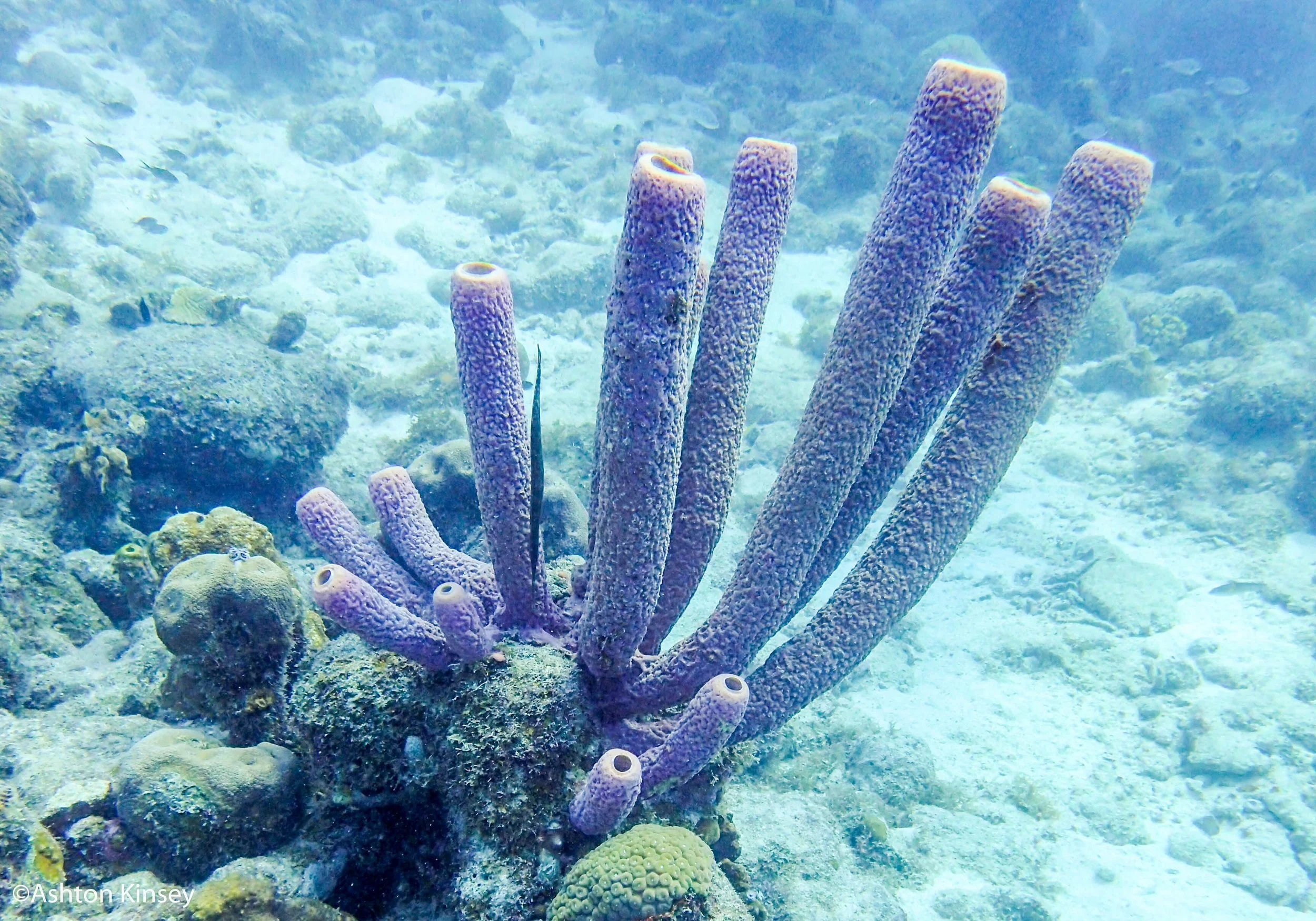 Salt Pier-3.jpg