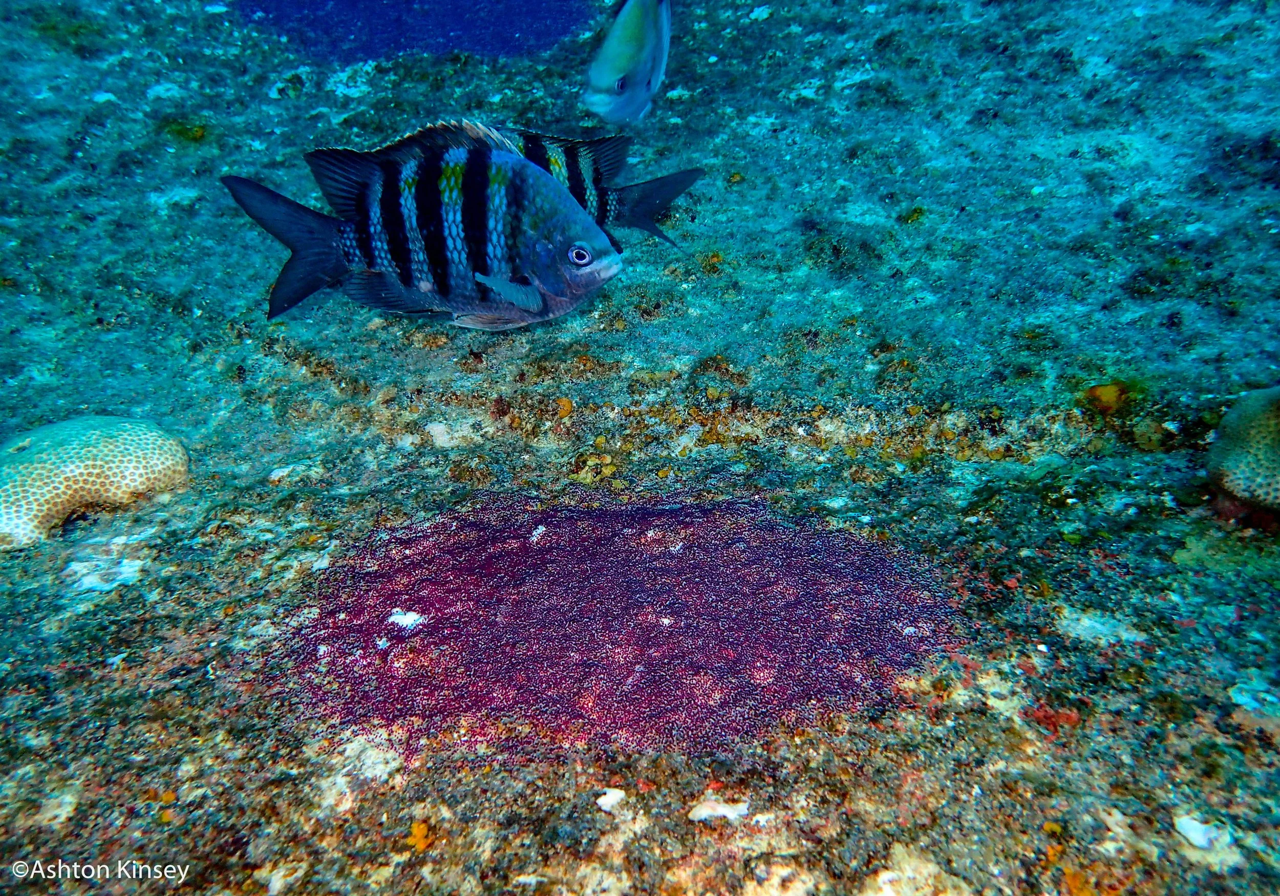 Hilma Hooker.jpg