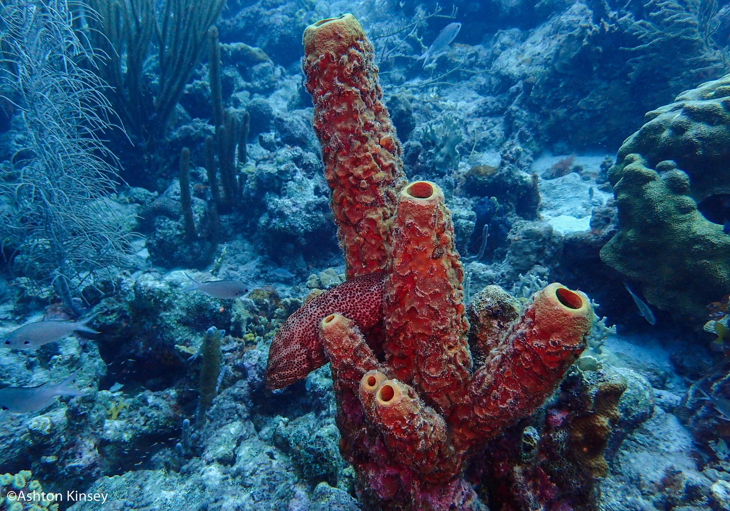 Hilma Hooker-11.jpg