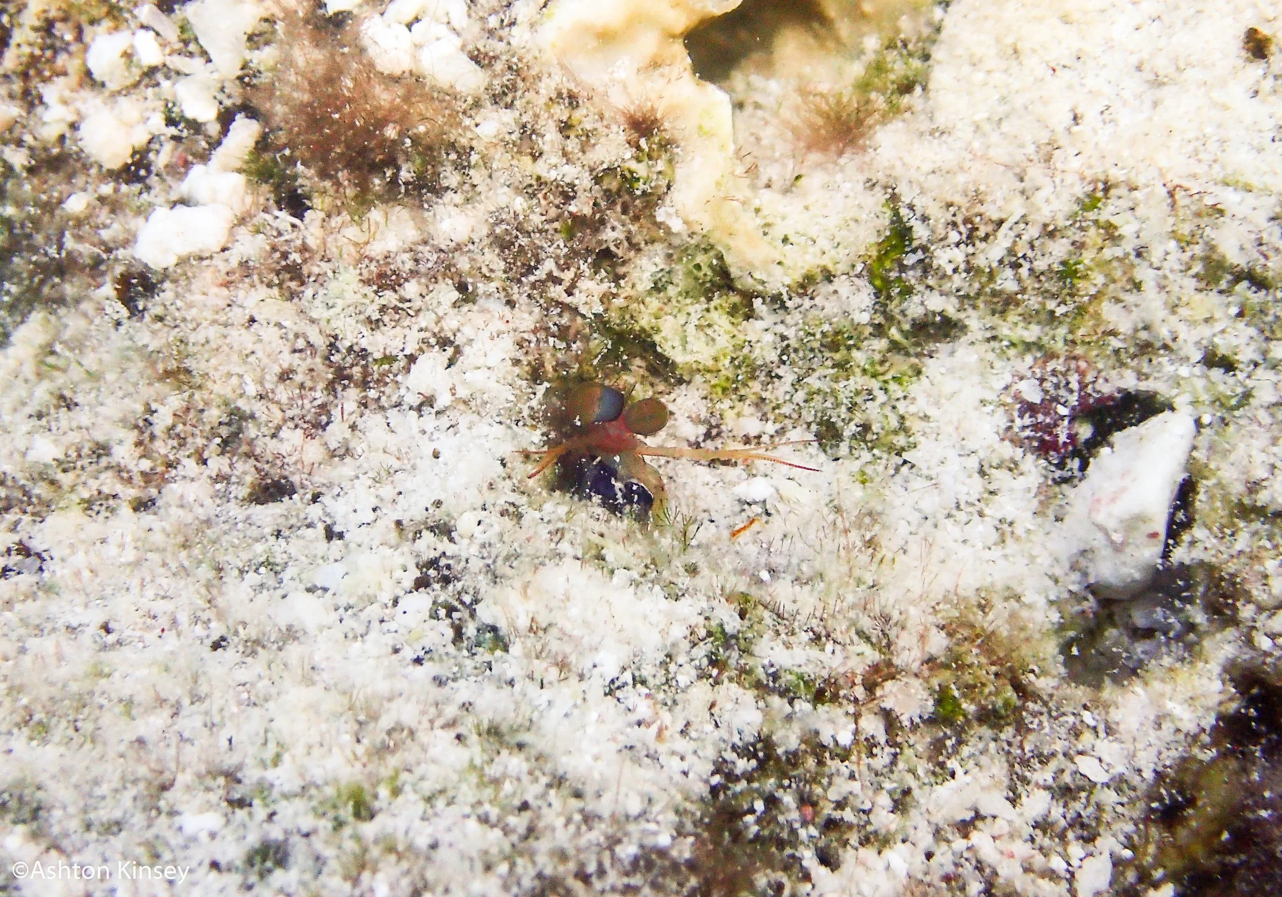 Forest-7.jpg
