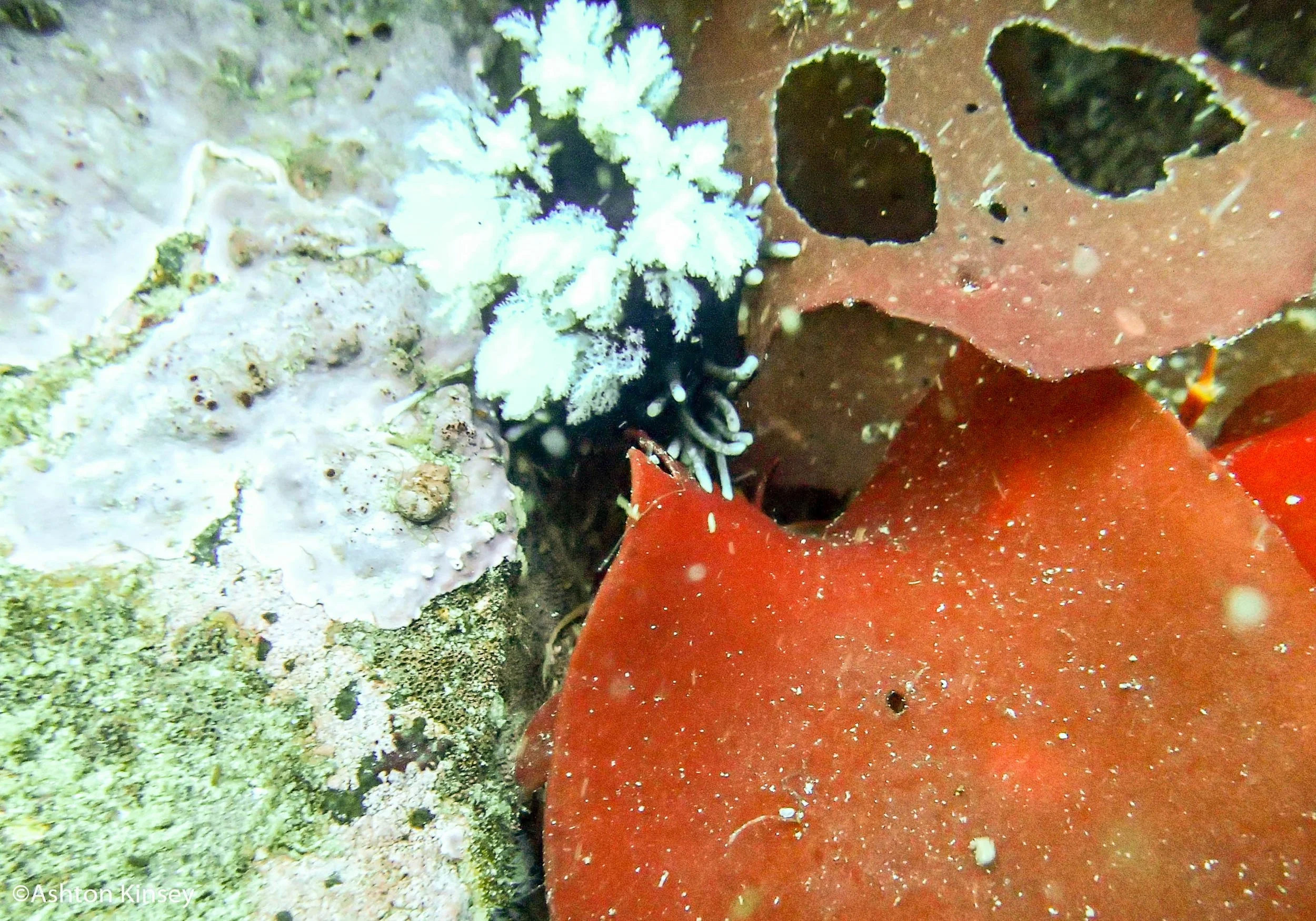 Oren Island- Unknown nudi.jpg