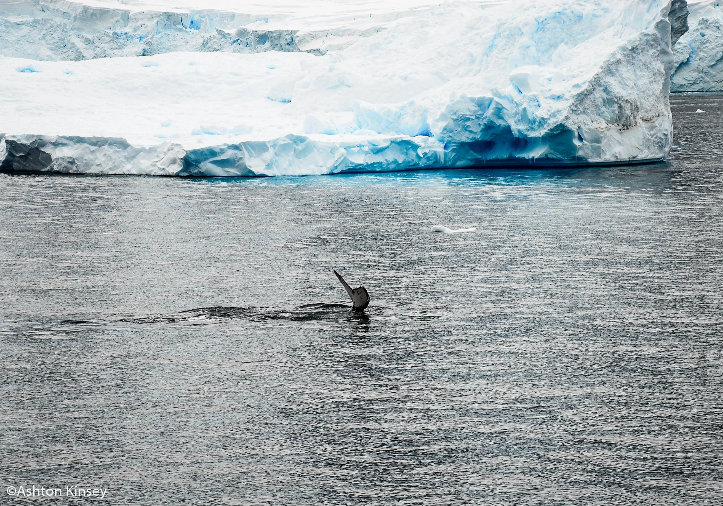 Humpback-2.jpg
