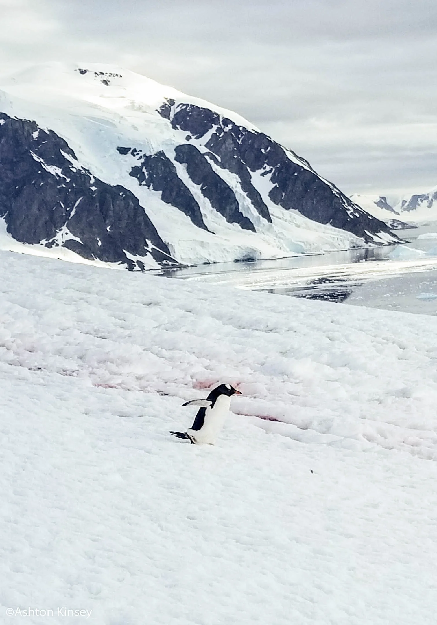 Penguin.jpg