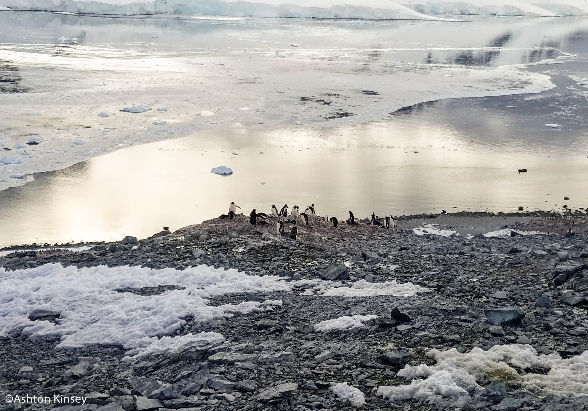 Penguin-2.jpg