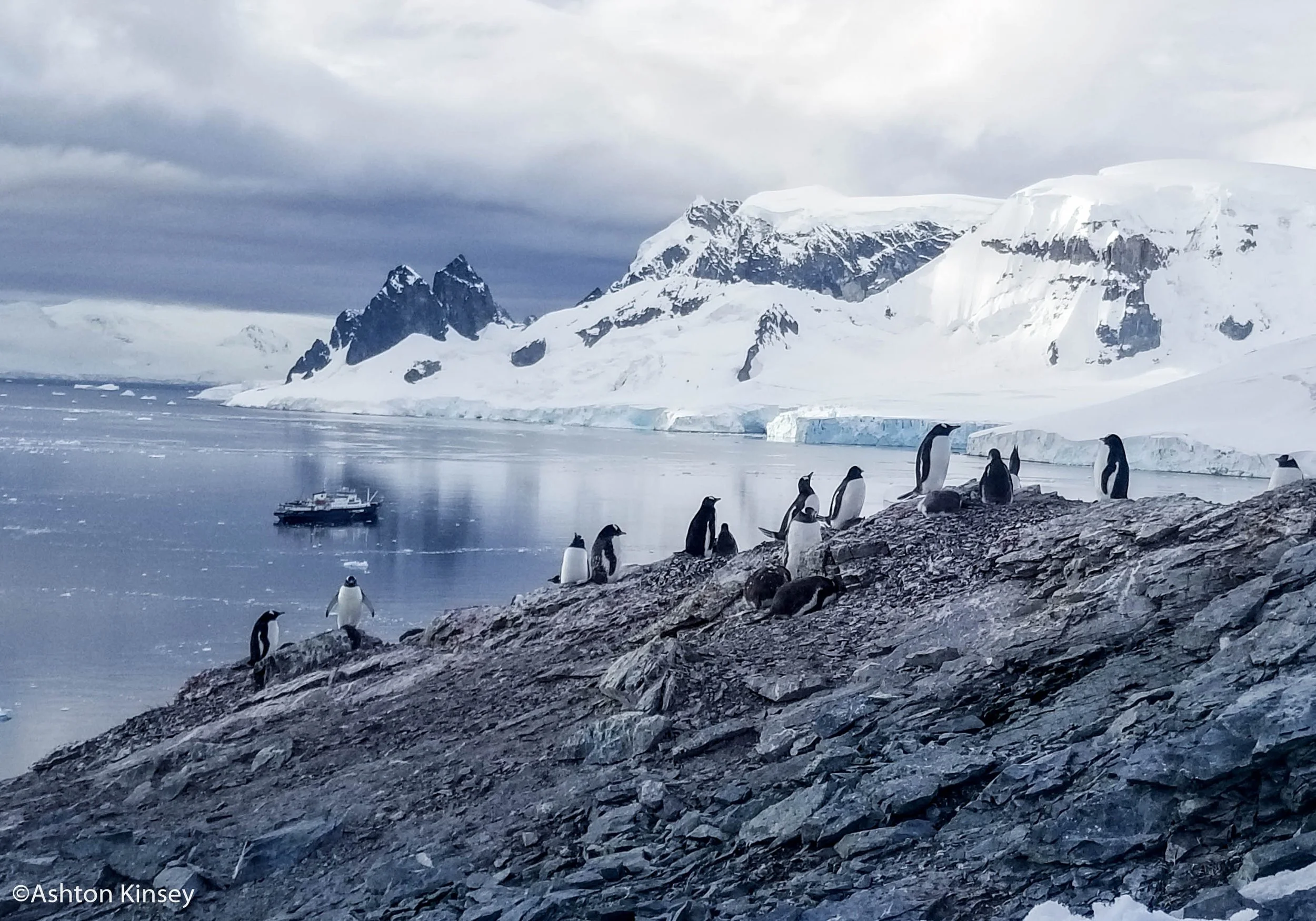 Penguin-3.jpg