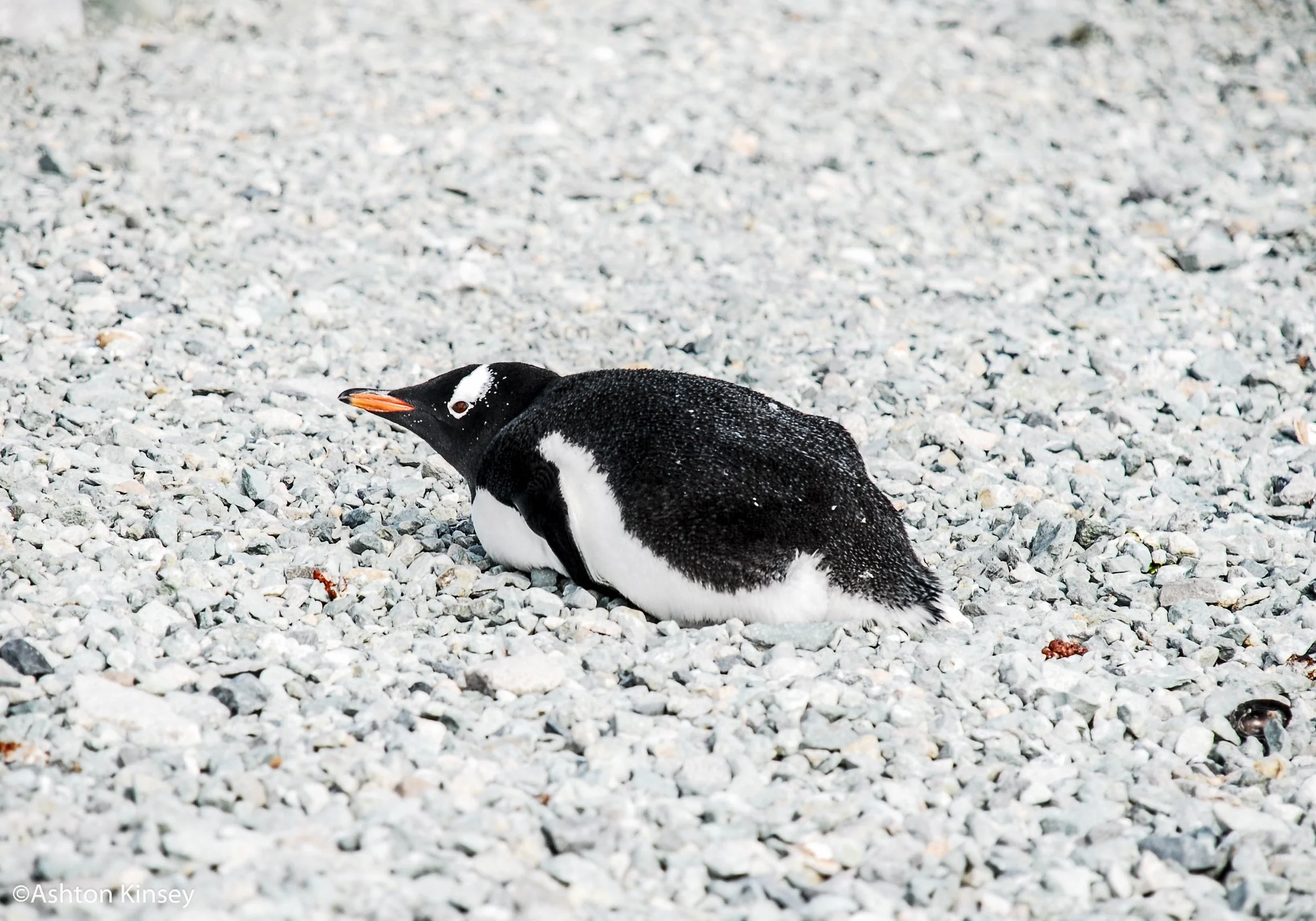 penguin-4.jpg