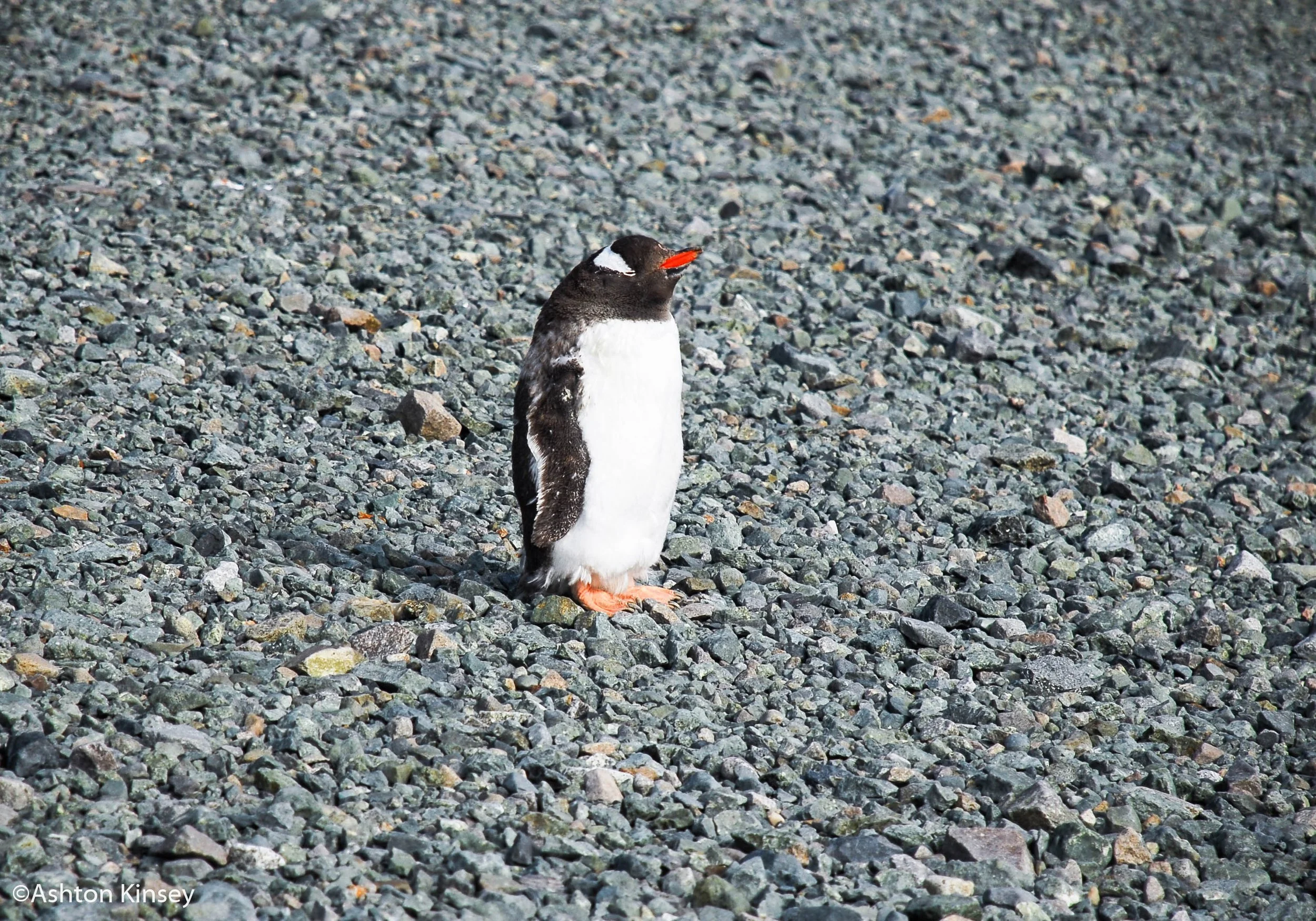 penguin-5.jpg