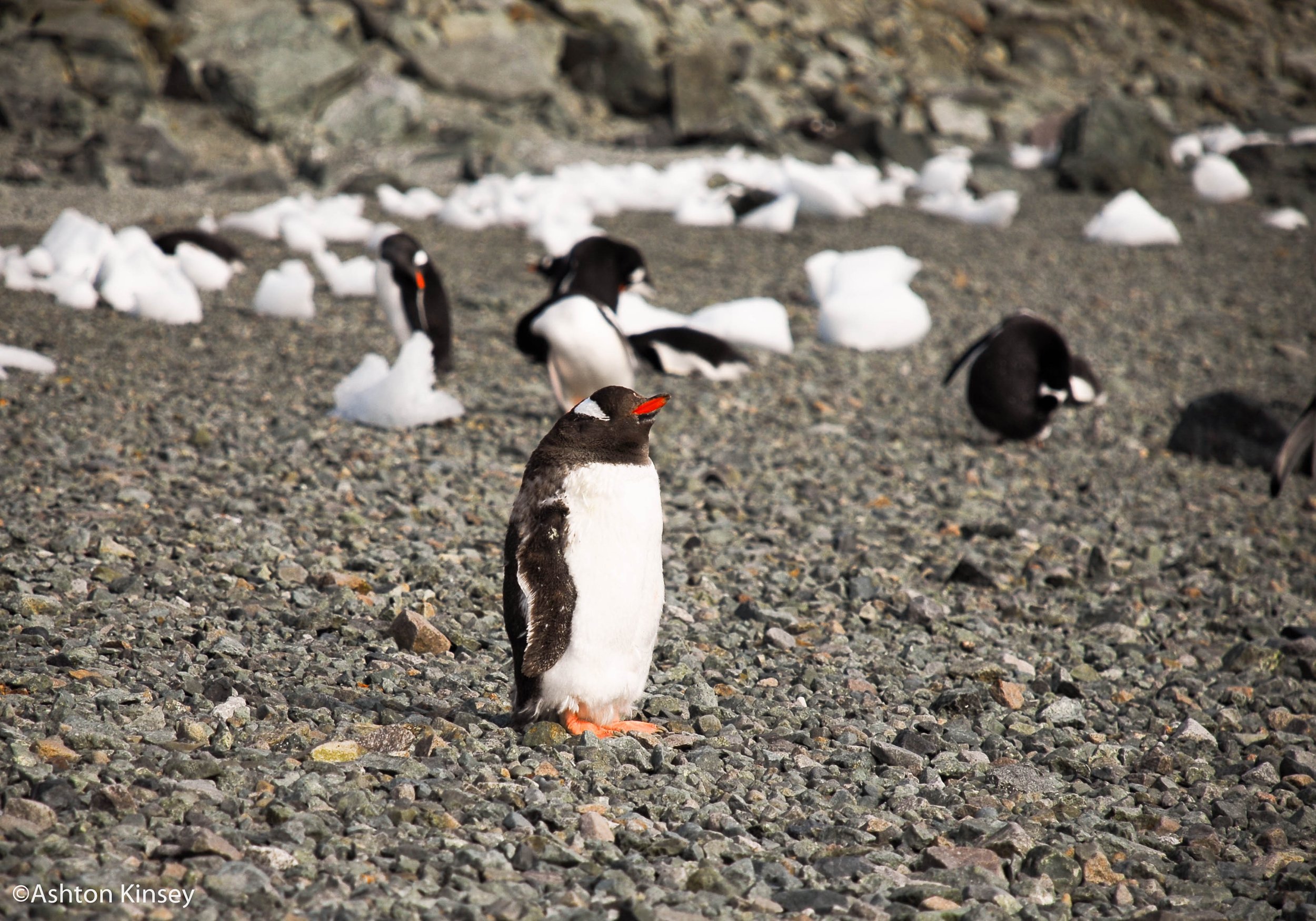 penguin-6.jpg