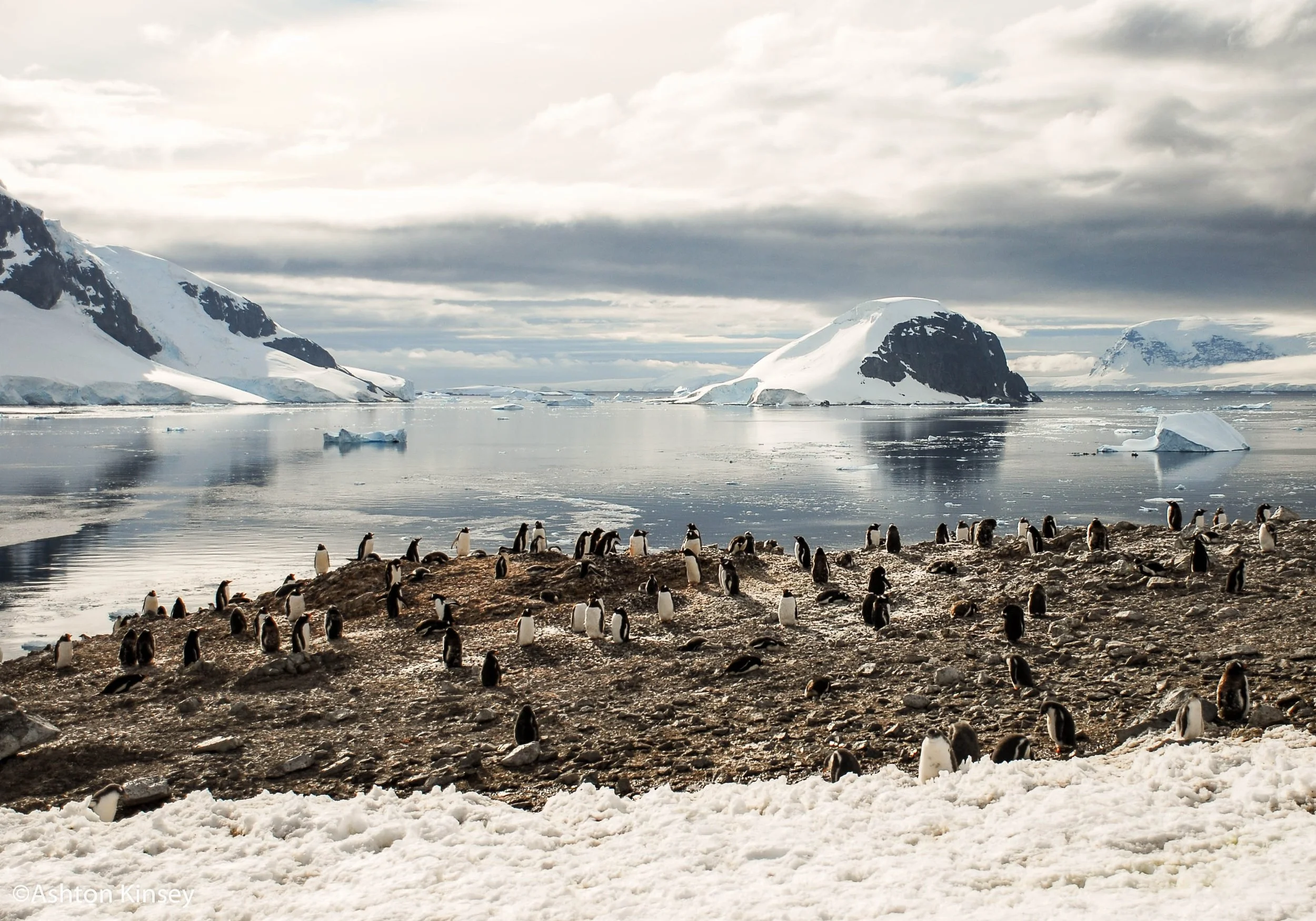 penguin-7.jpg