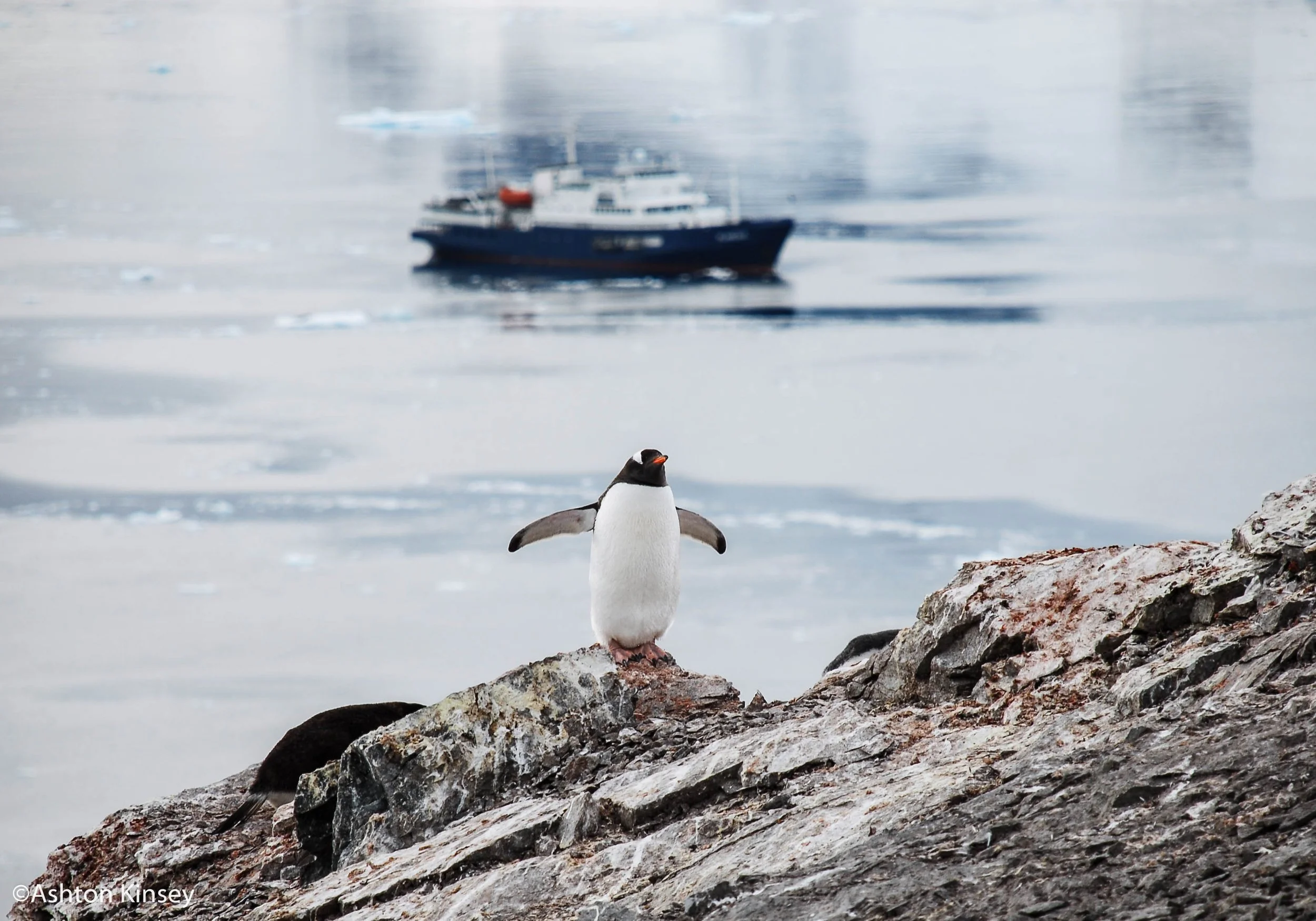 penguin-8.jpg